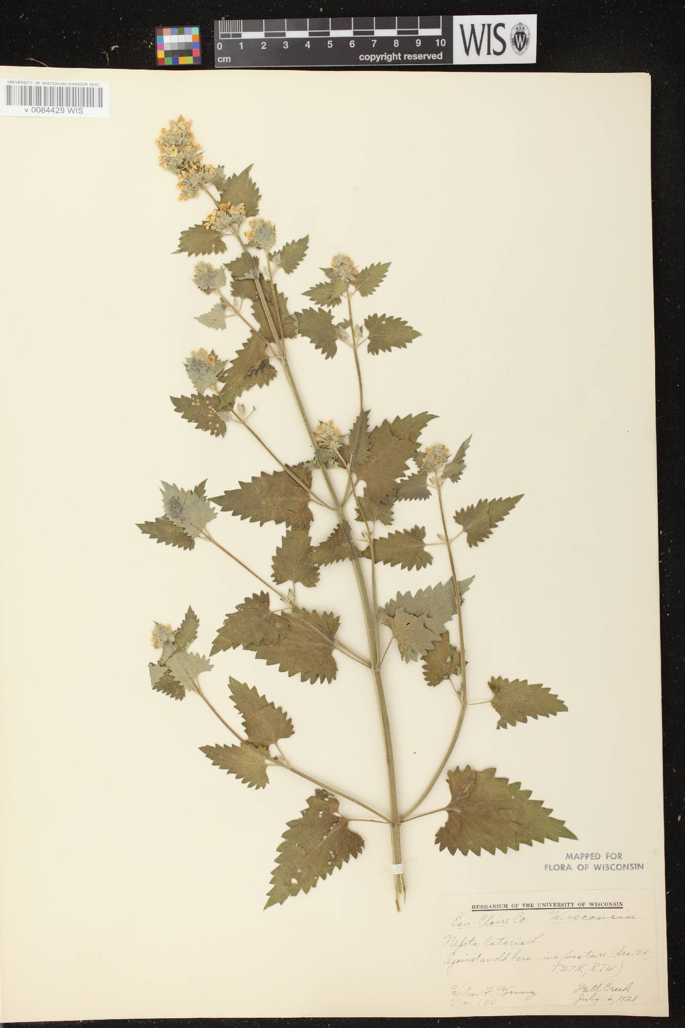 Nepeta cataria image