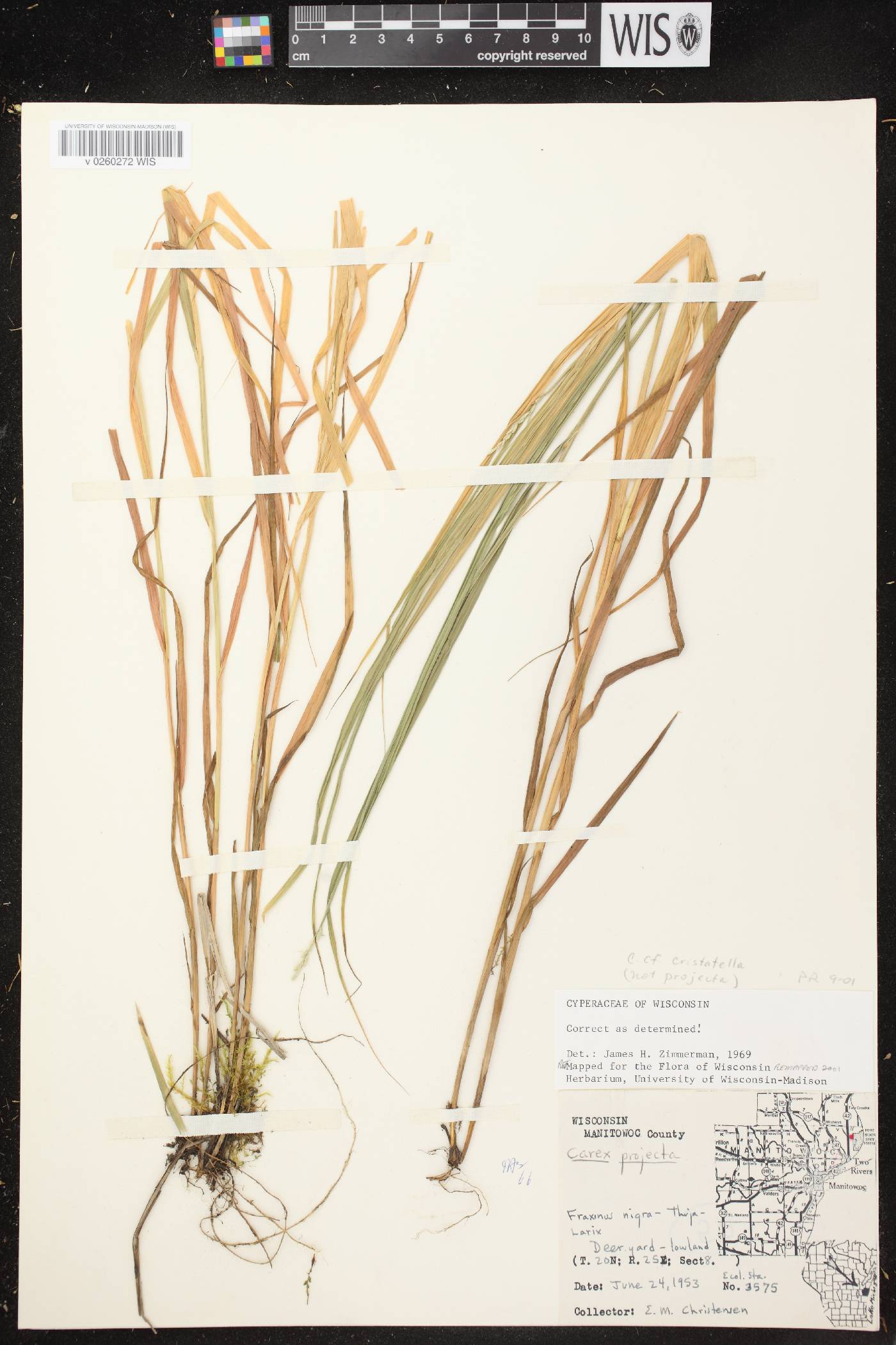 Carex cristatella image