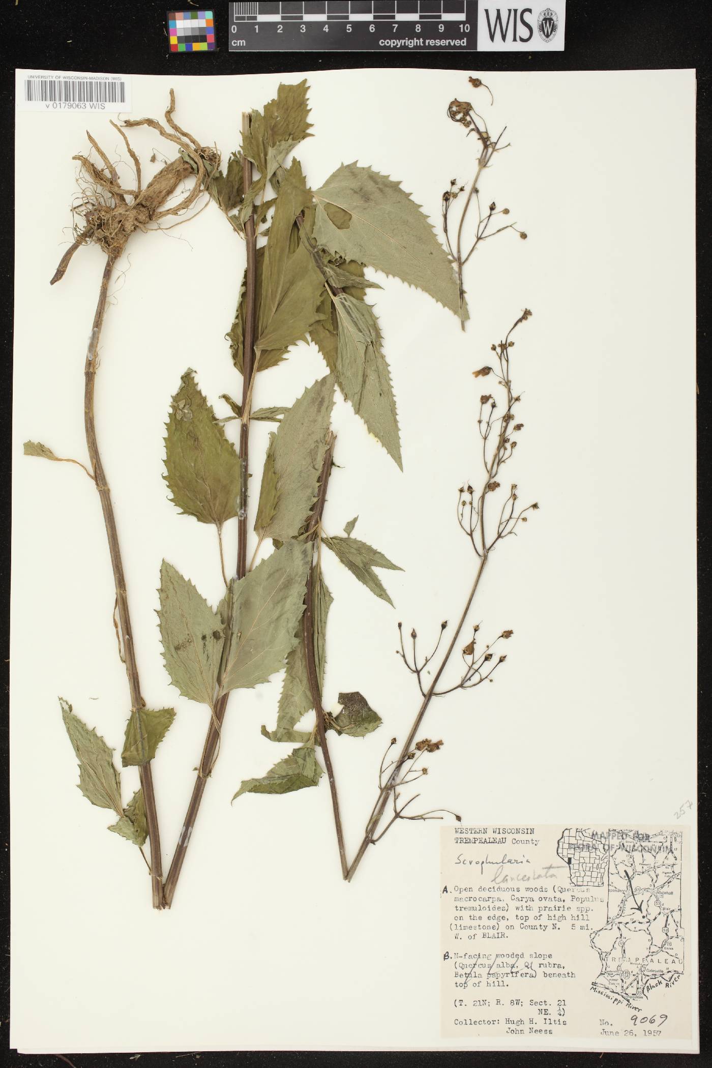 Scrophularia lanceolata image