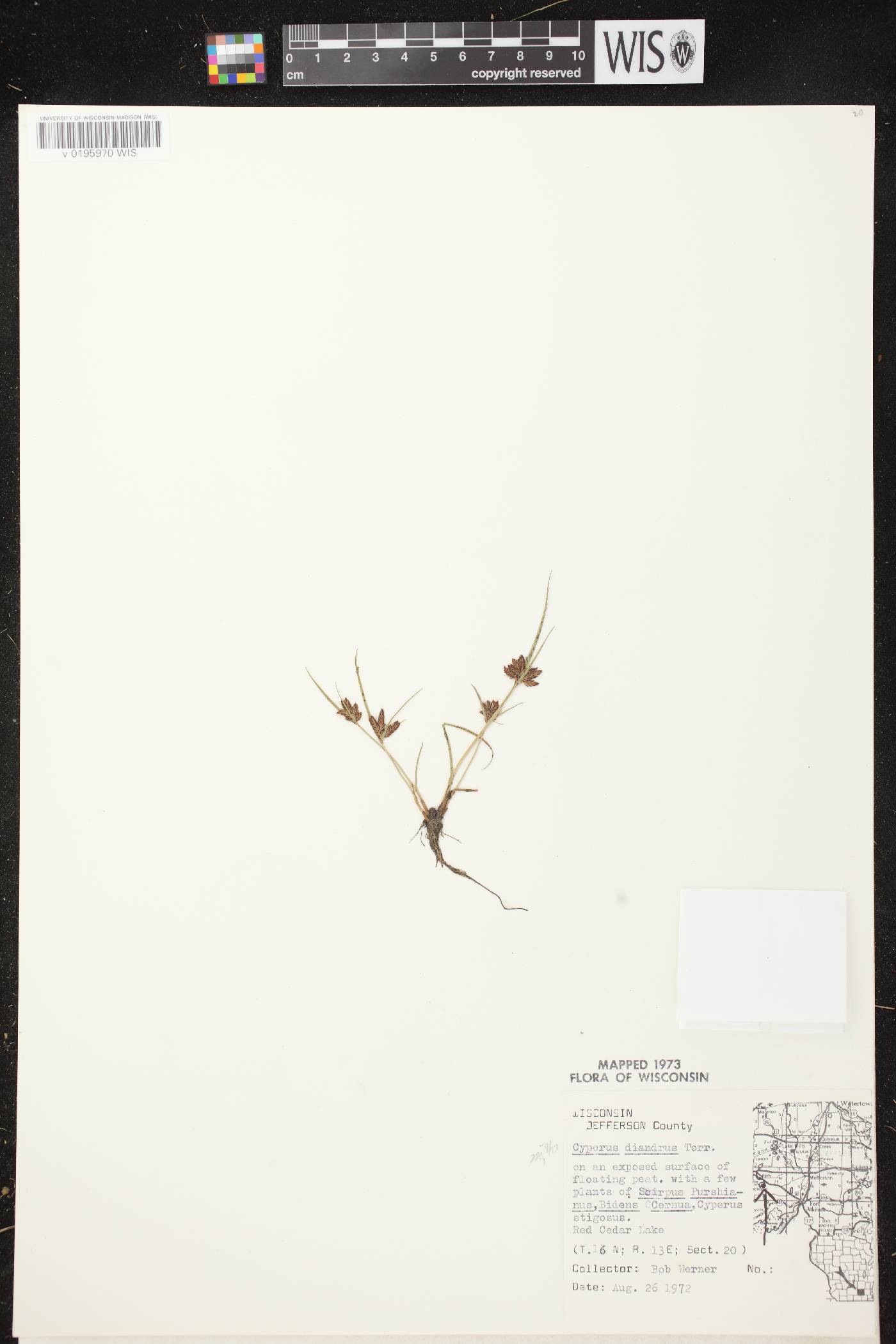 Cyperus diandrus image