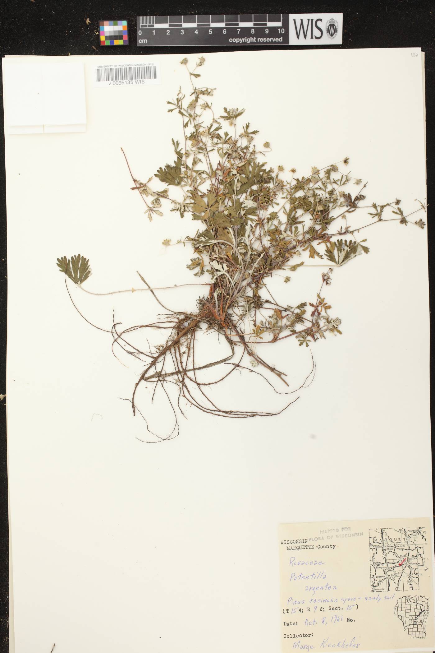 Potentilla argentea image