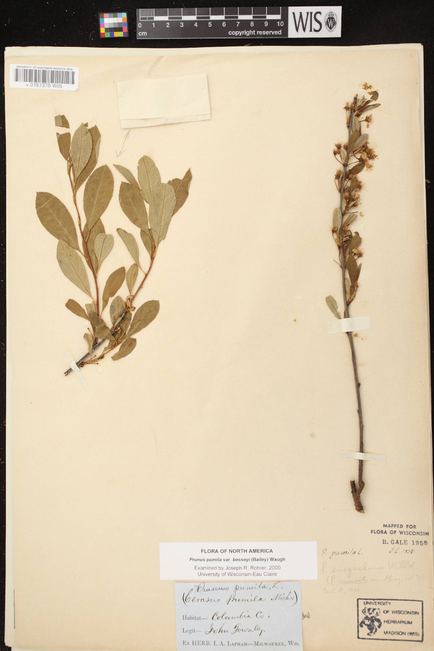 Prunus pumila image