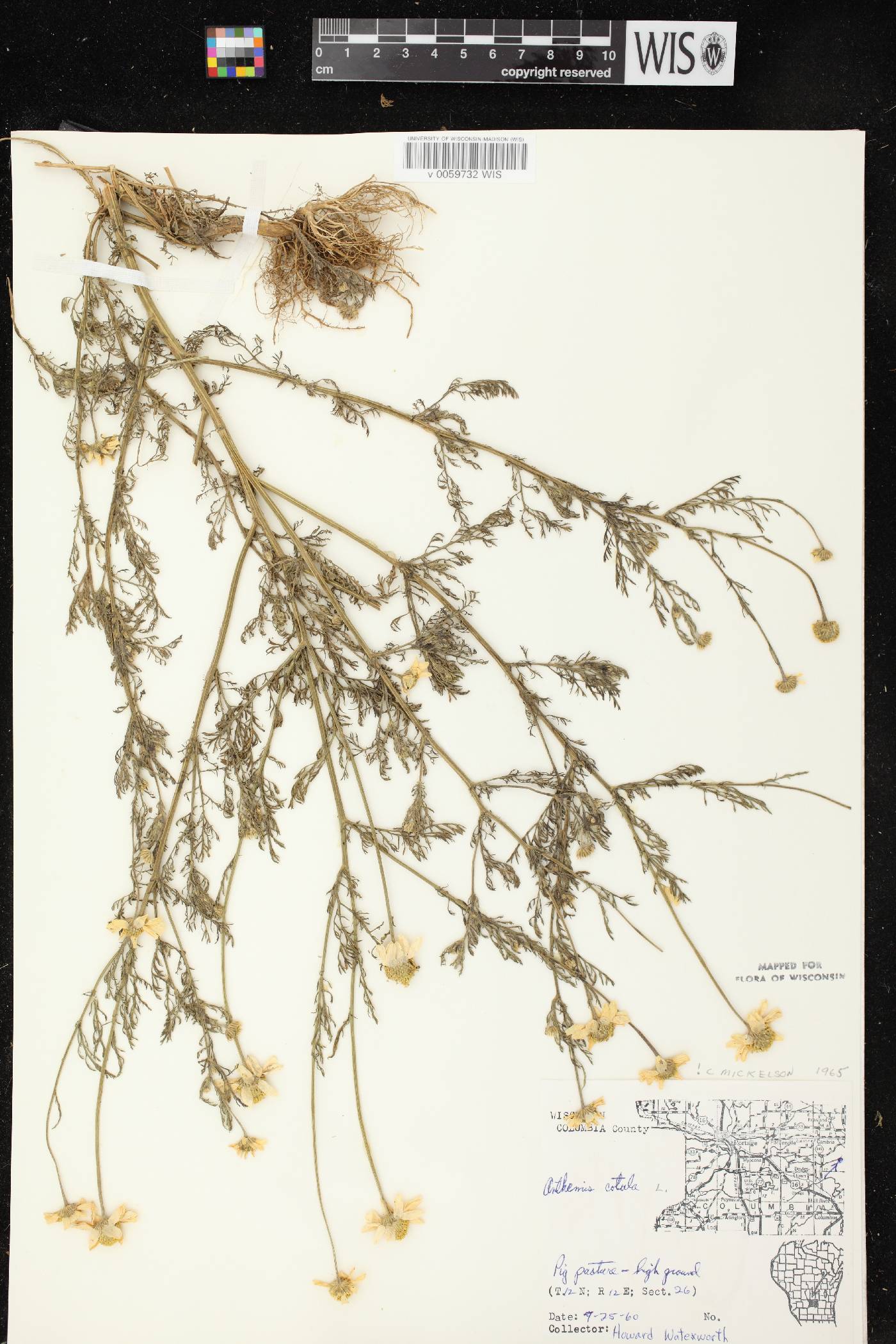 Anthemis cotula image