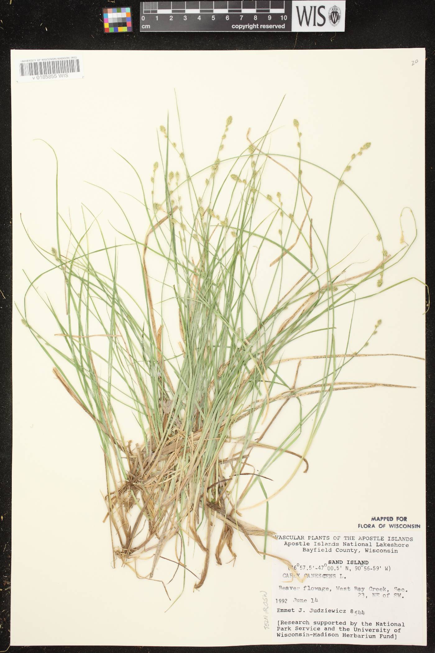 Carex canescens image