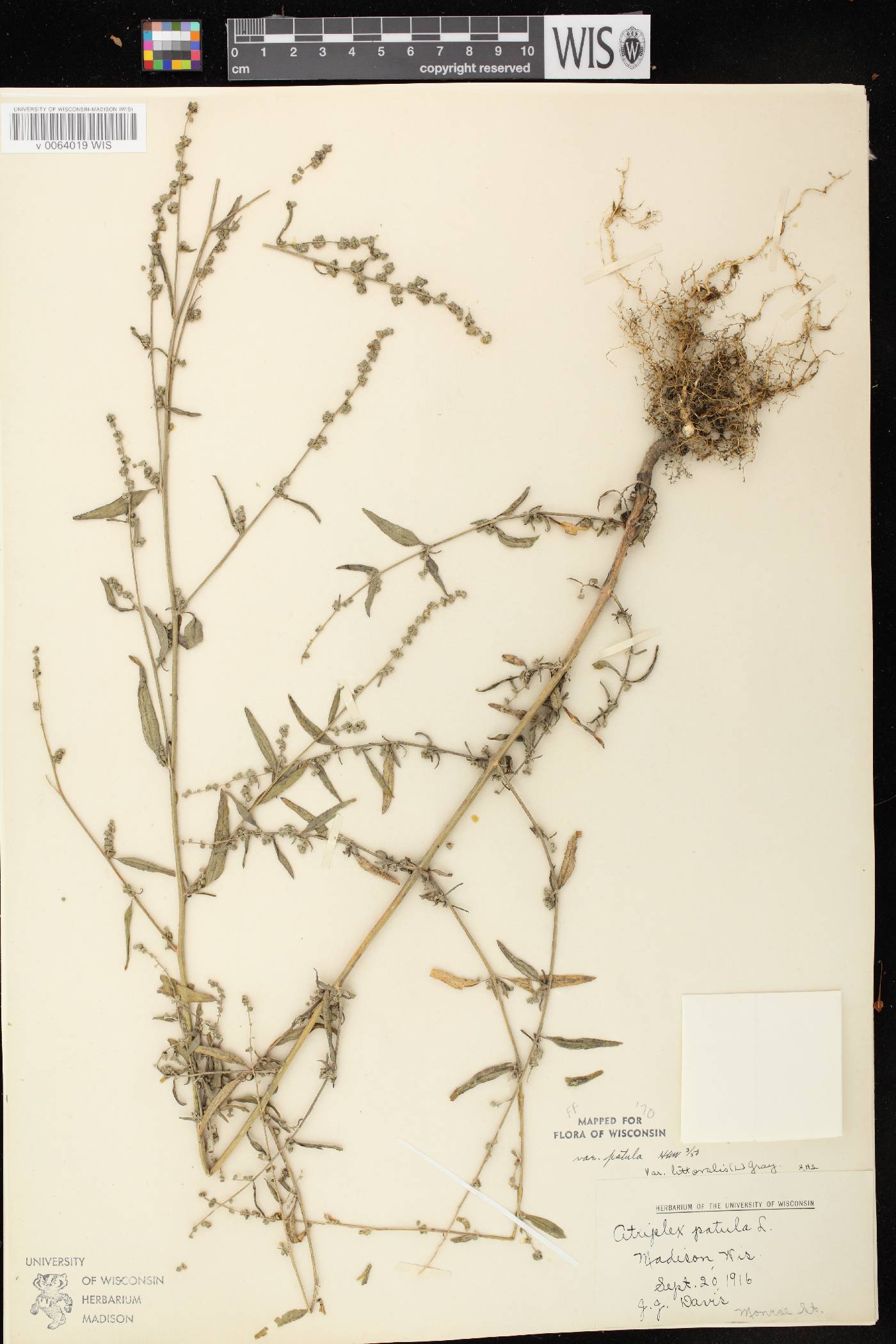 Atriplex patula image