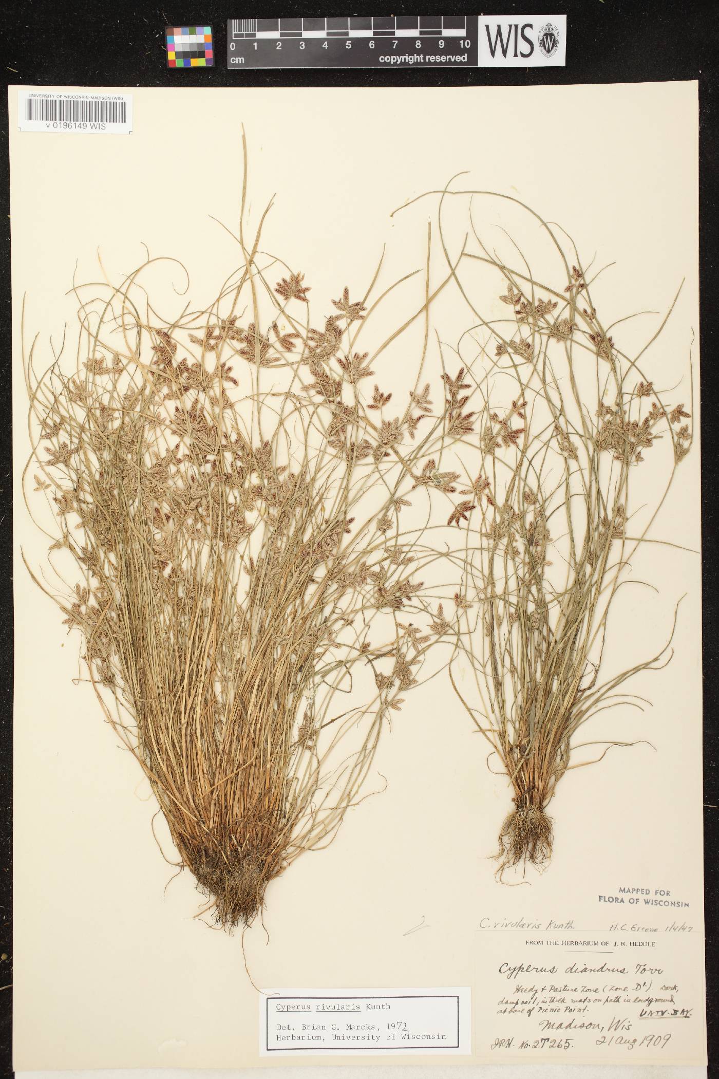 Cyperus bipartitus image