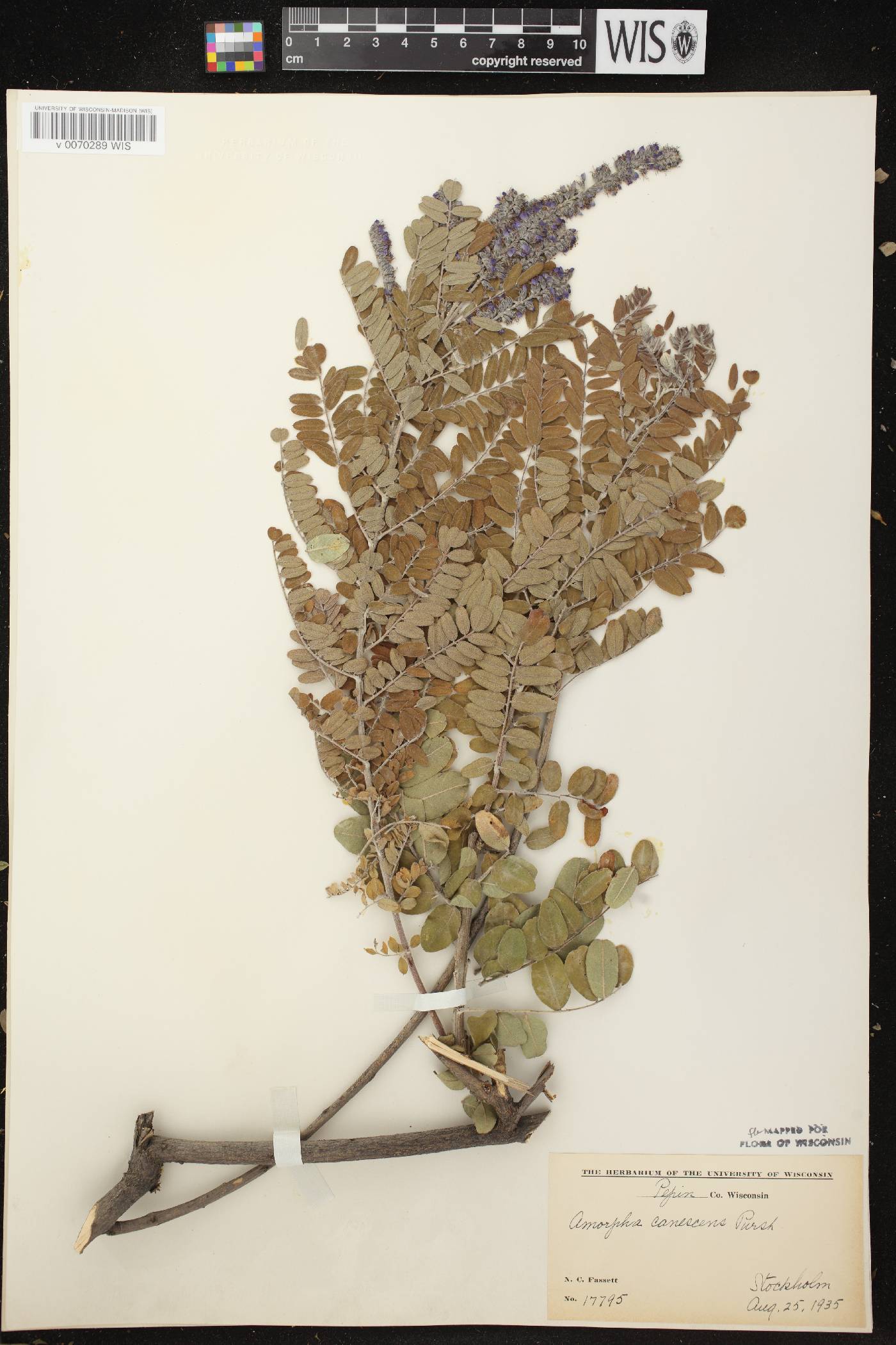 Amorpha canescens image