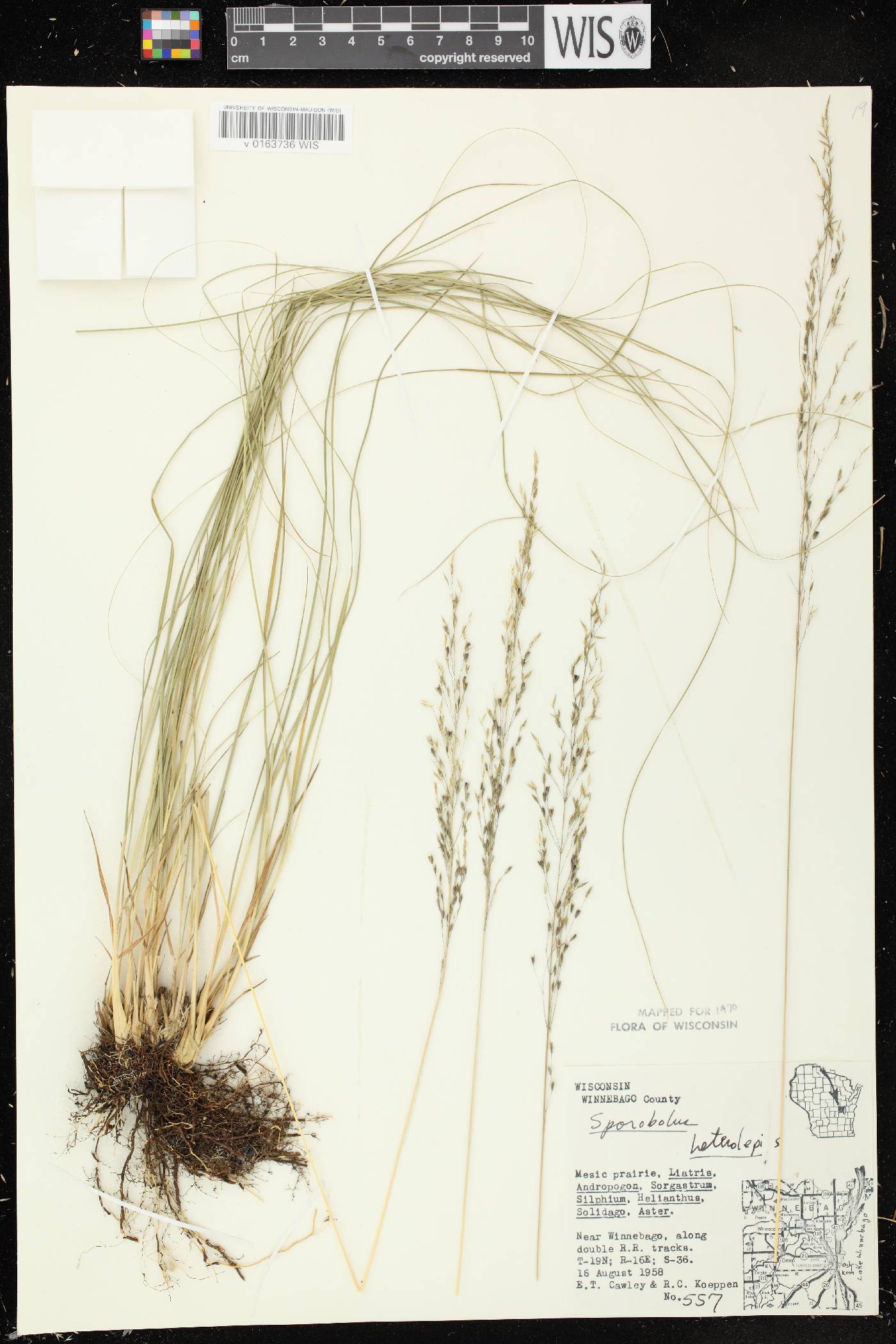 Sporobolus heterolepis image