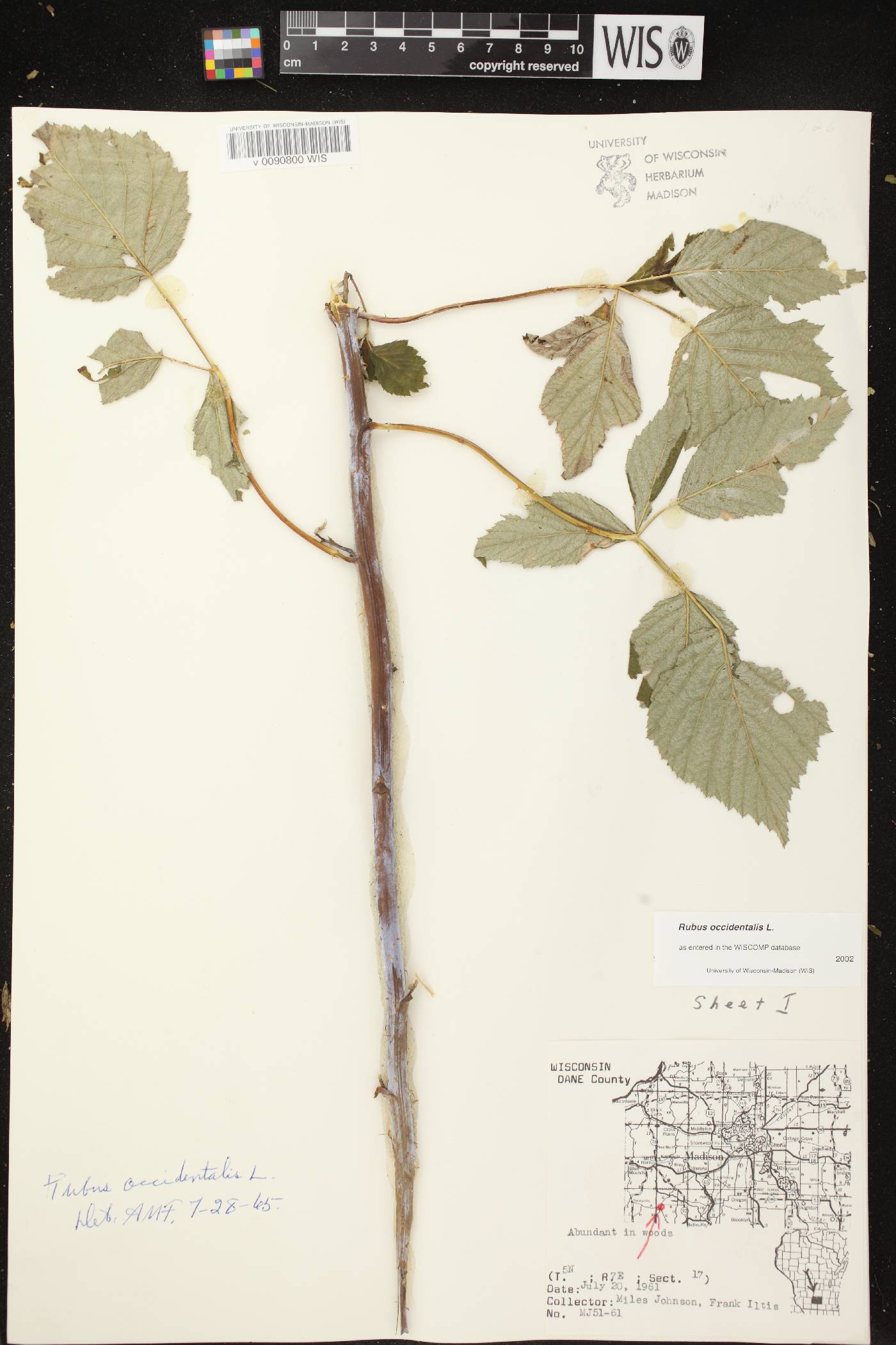 Rubus occidentalis image