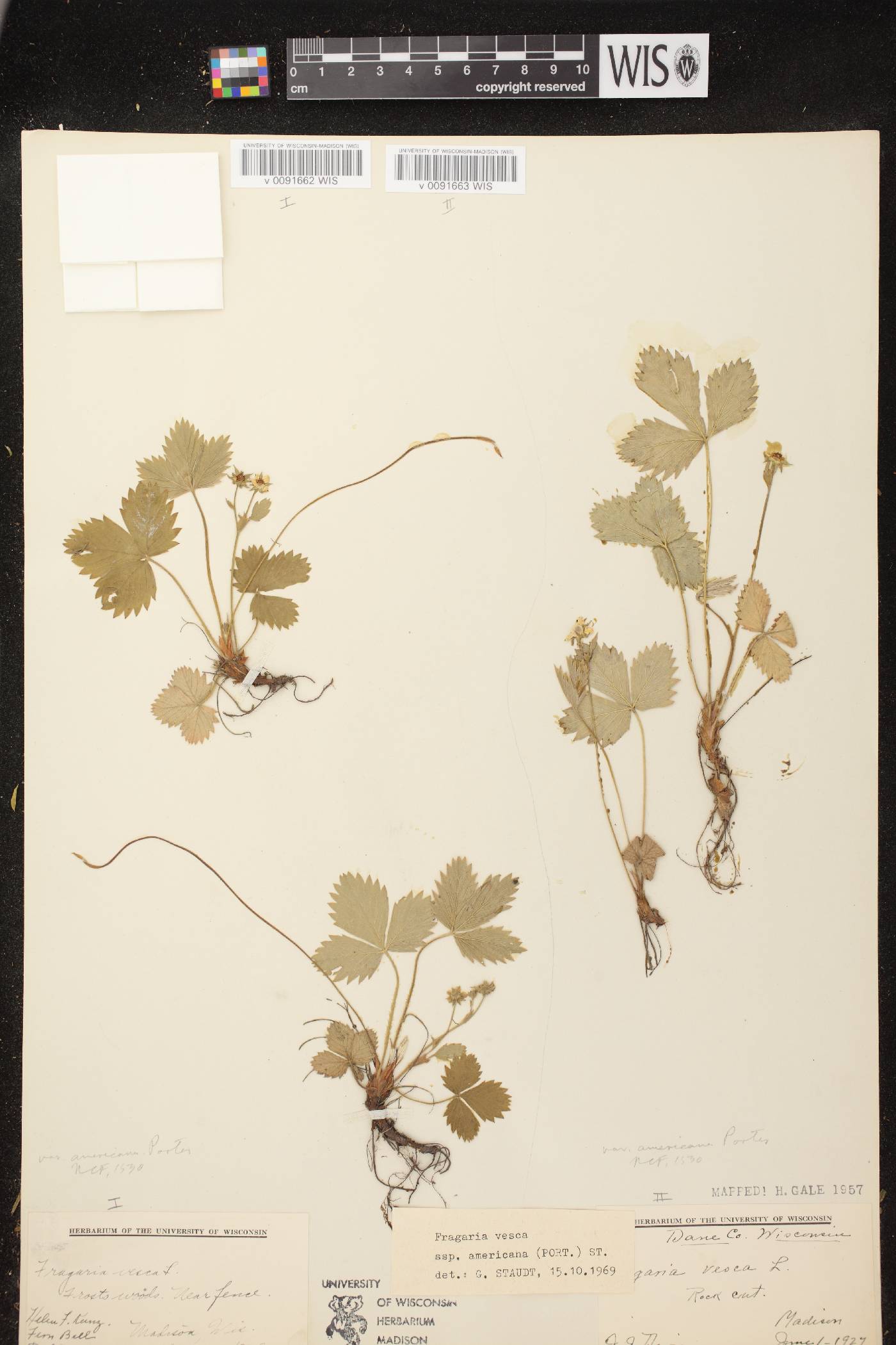 Fragaria vesca subsp. americana image