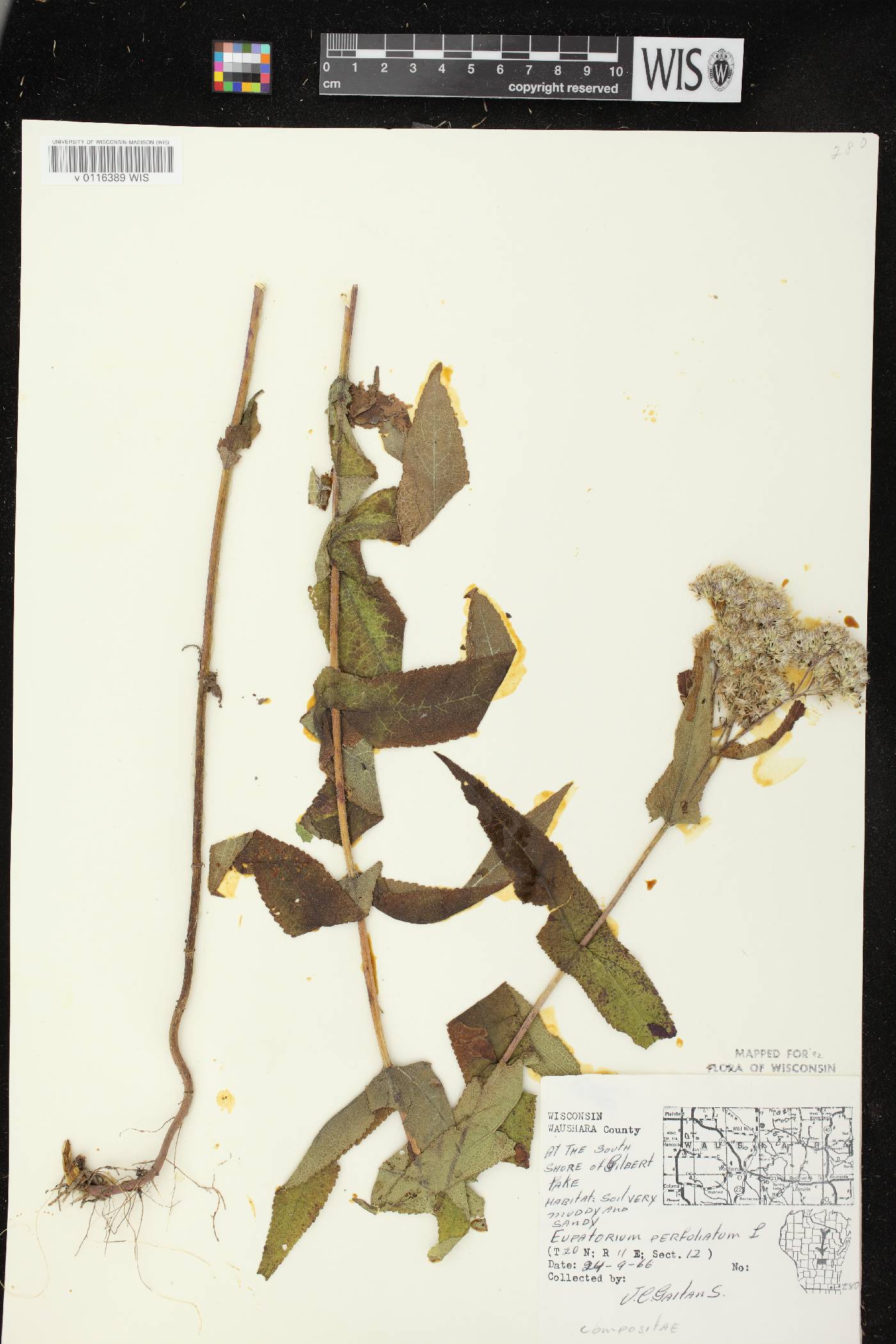 Eupatorium perfoliatum image
