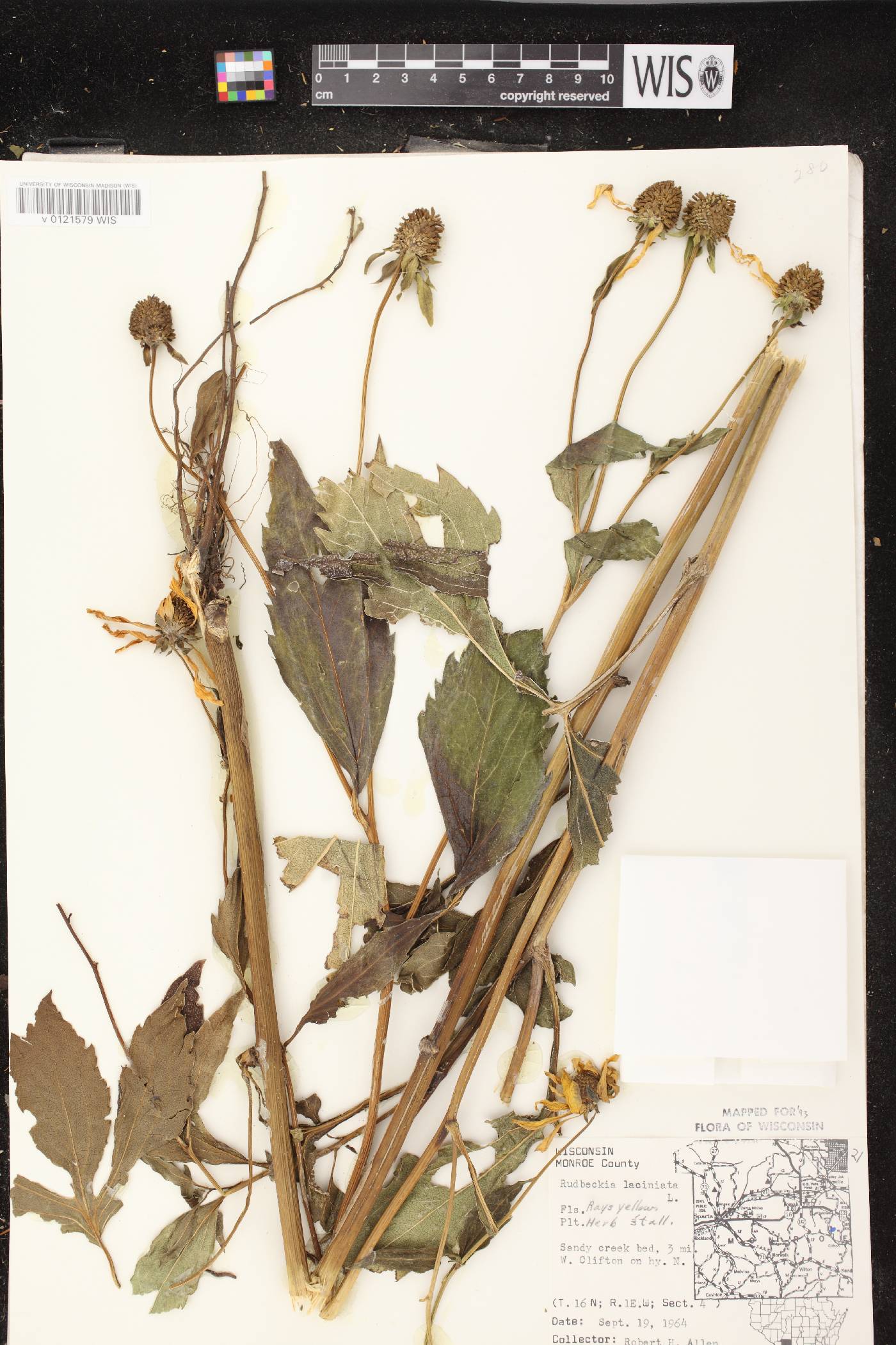 Rudbeckia laciniata image