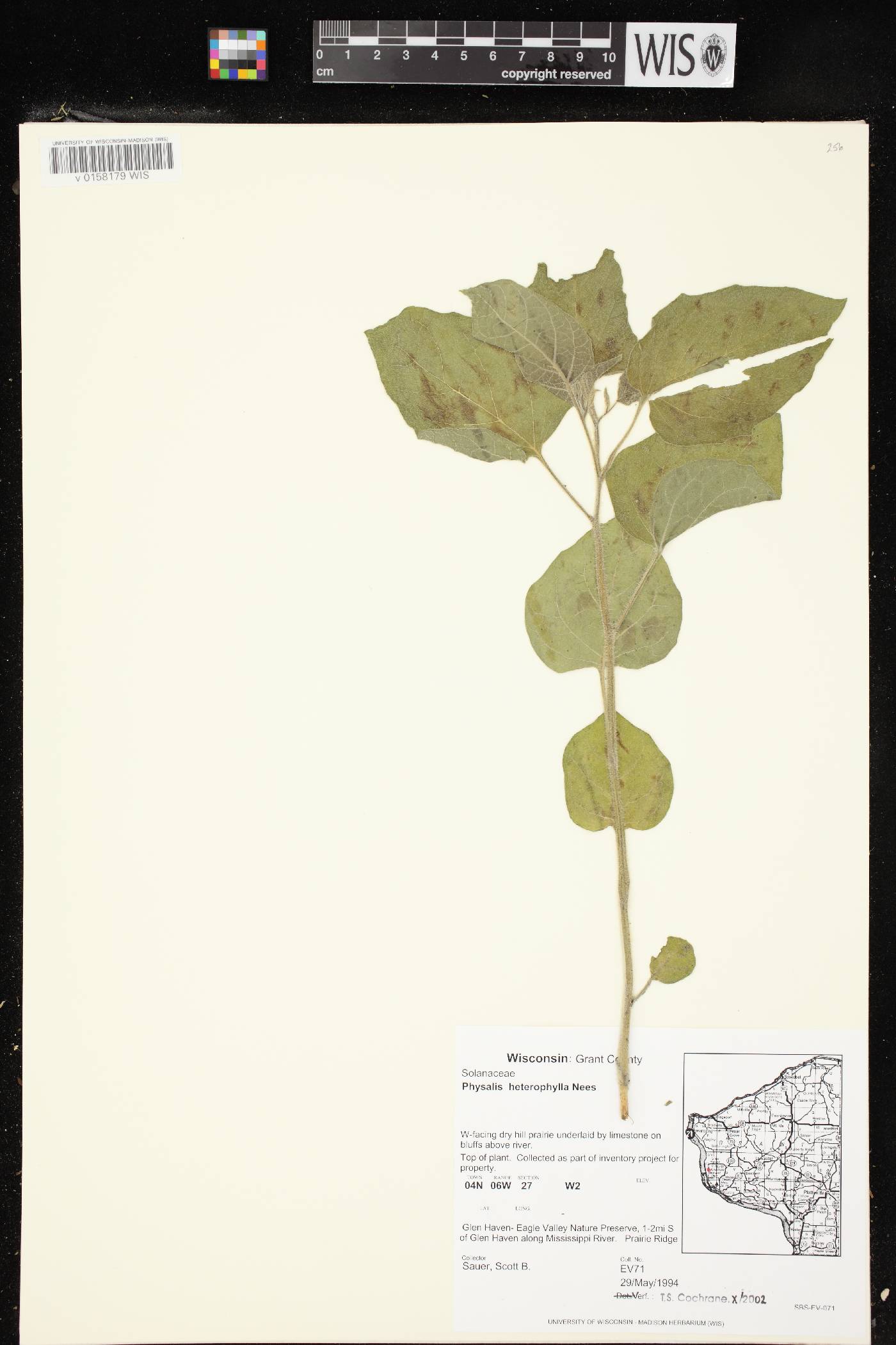 Physalis heterophylla image