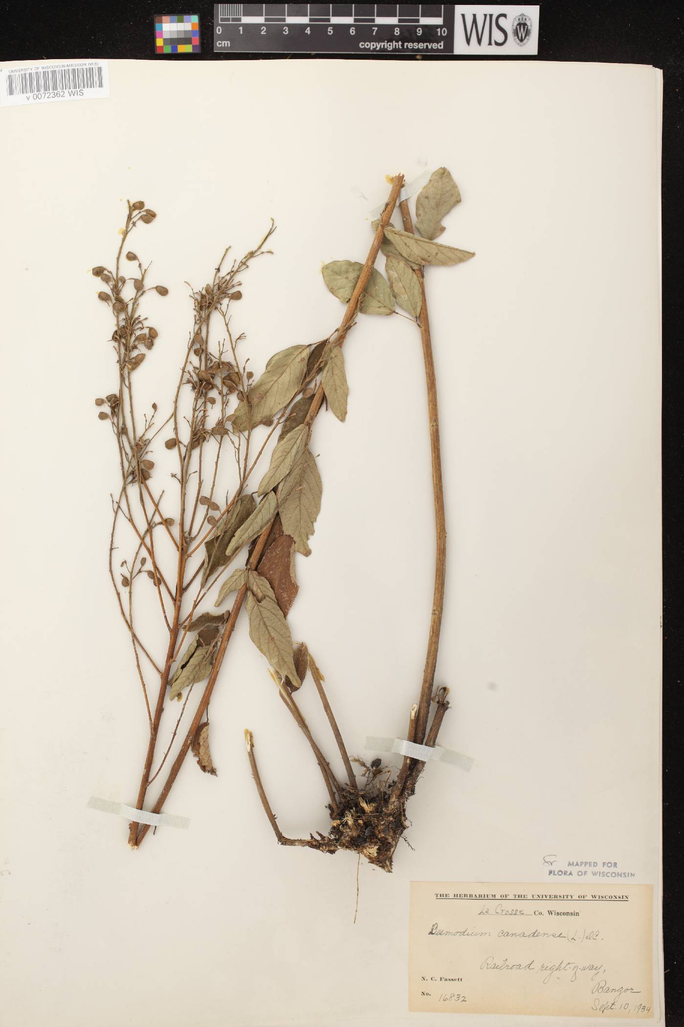 Desmodium canadense image