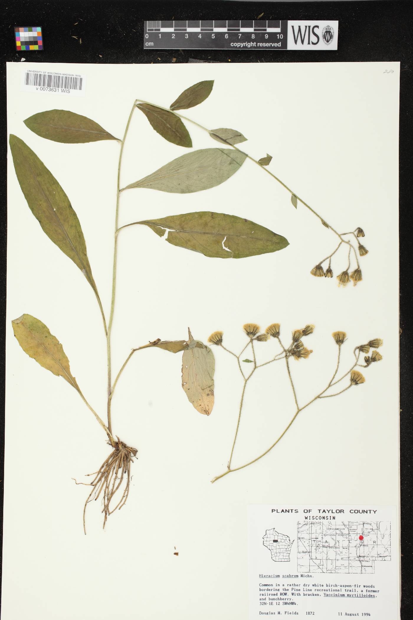 Hieracium scabrum image