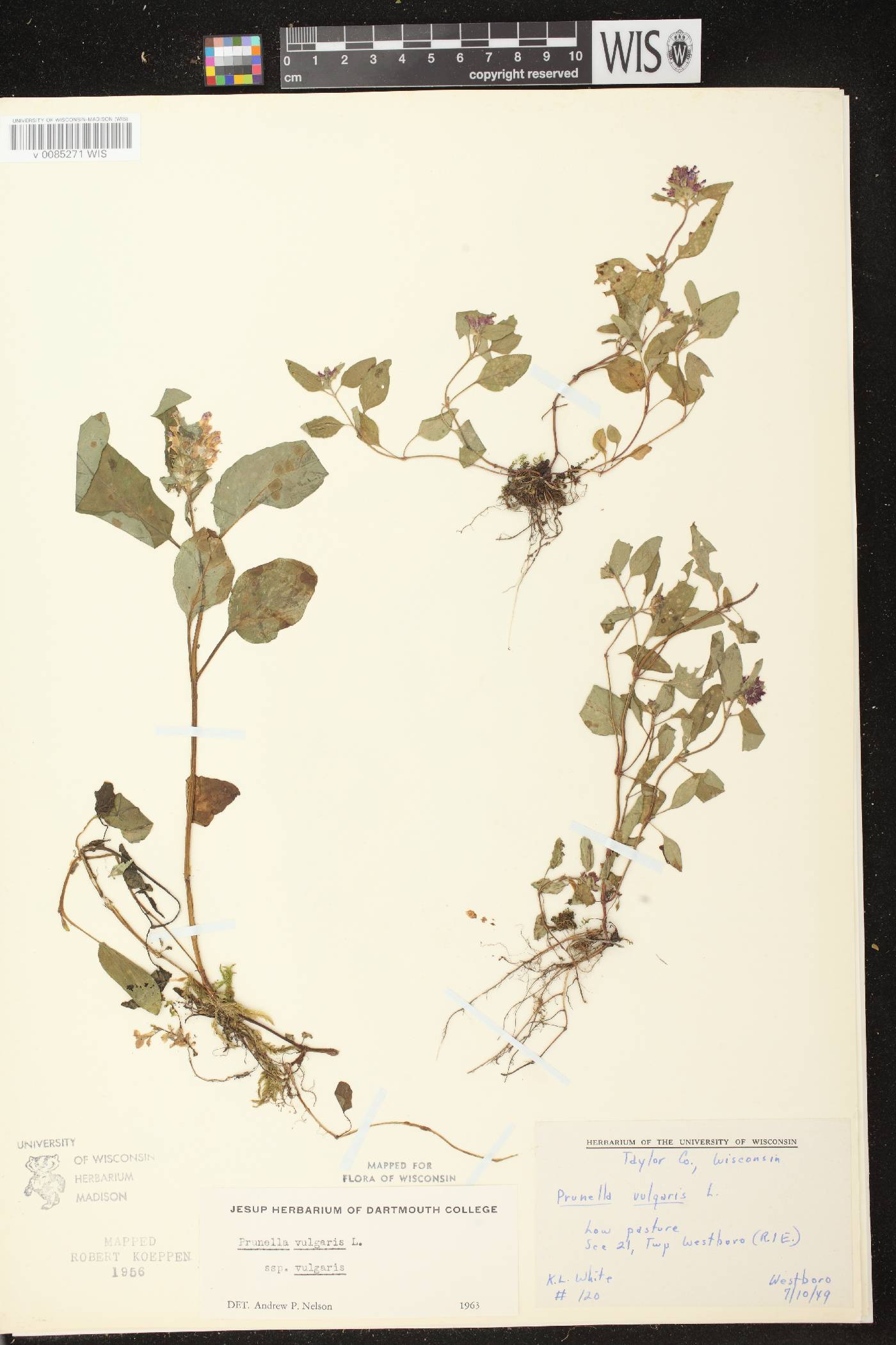 Prunella vulgaris image