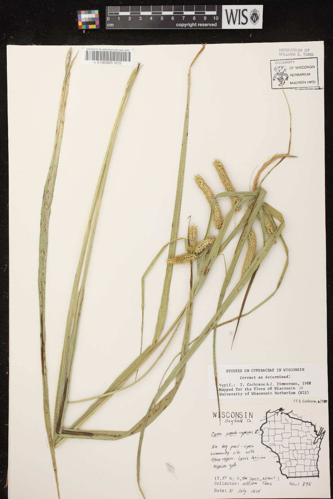 Carex pseudocyperus image