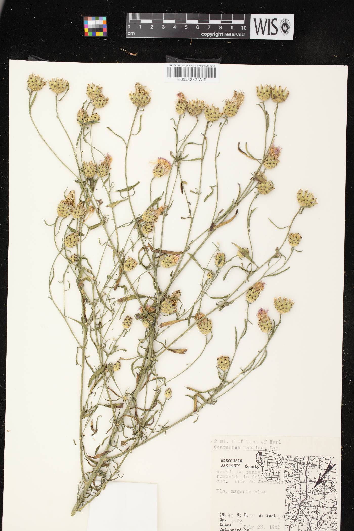 Centaurea stoebe subsp. micranthos image