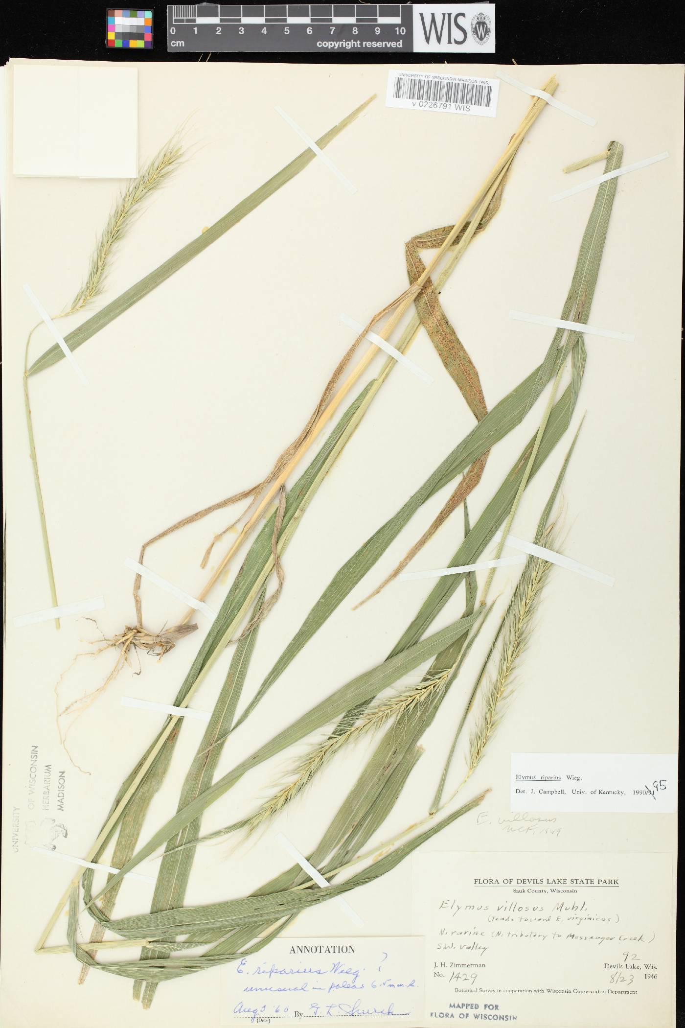 Elymus riparius image