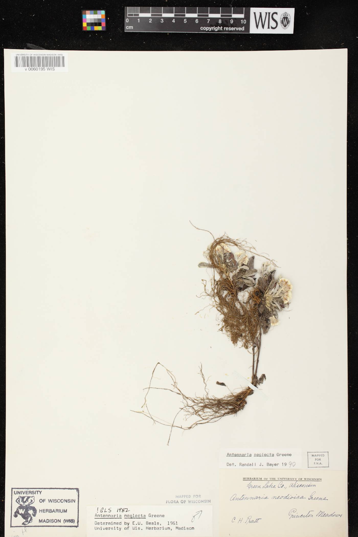Antennaria neglecta image