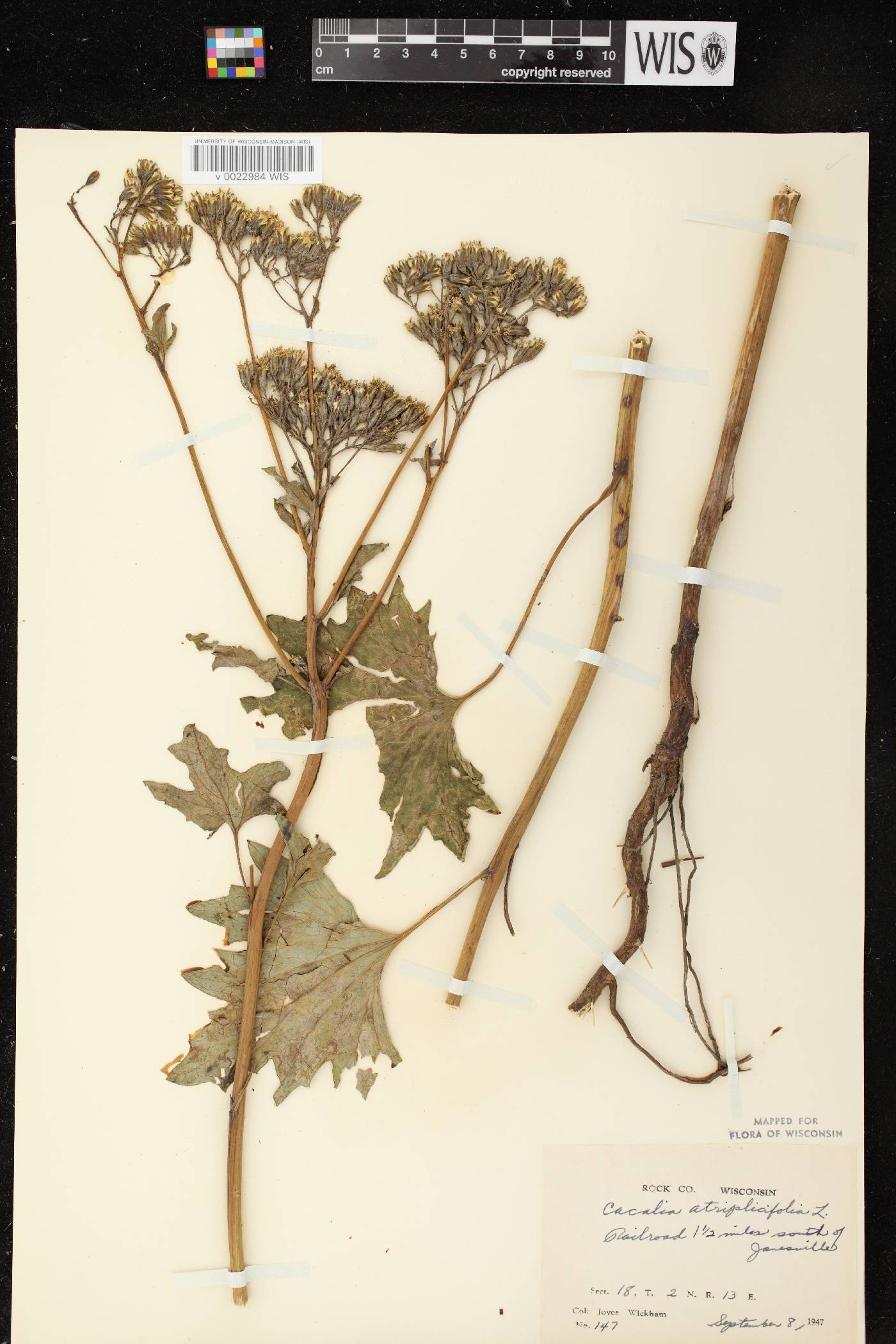 Arnoglossum atriplicifolium image