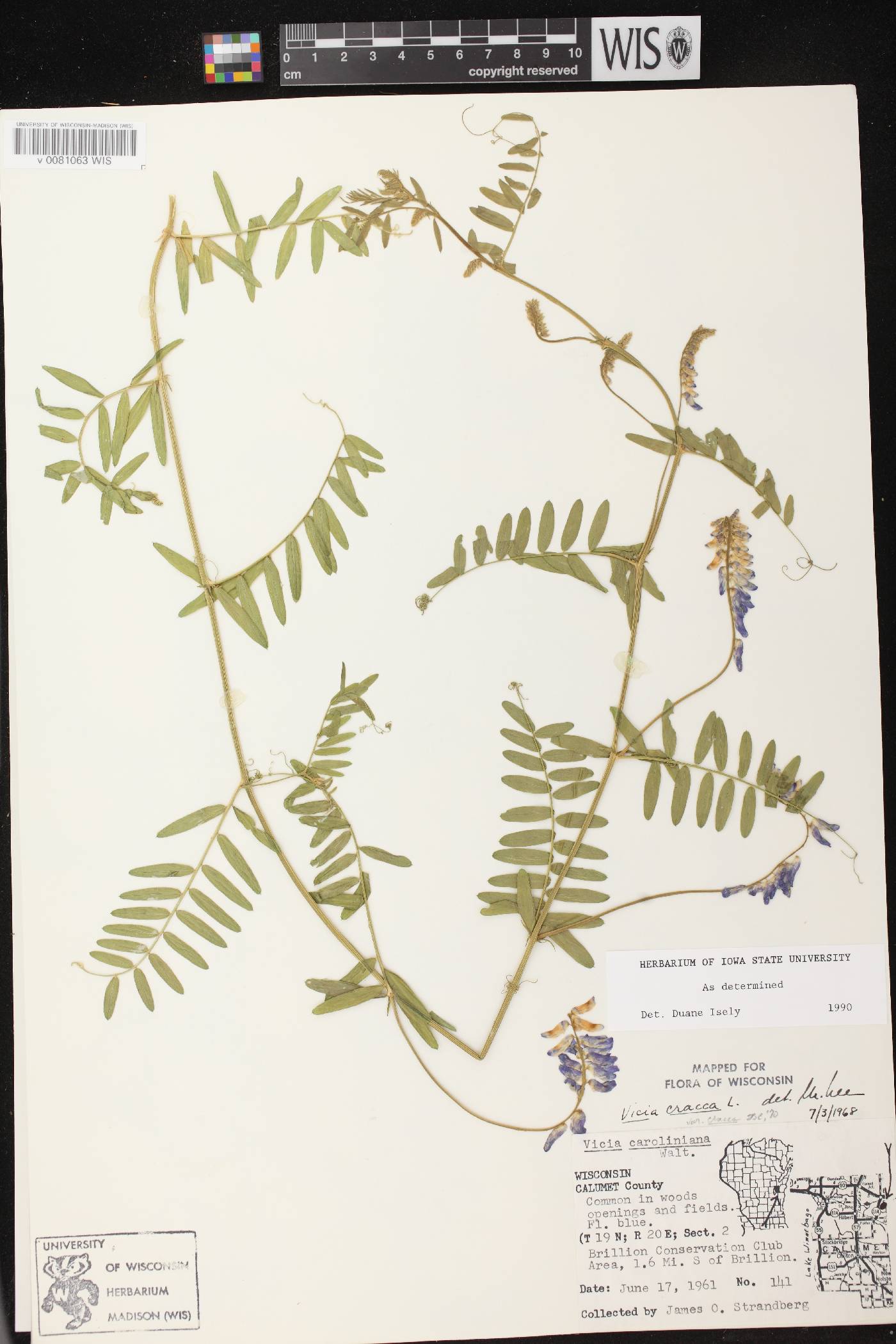 Vicia cracca image