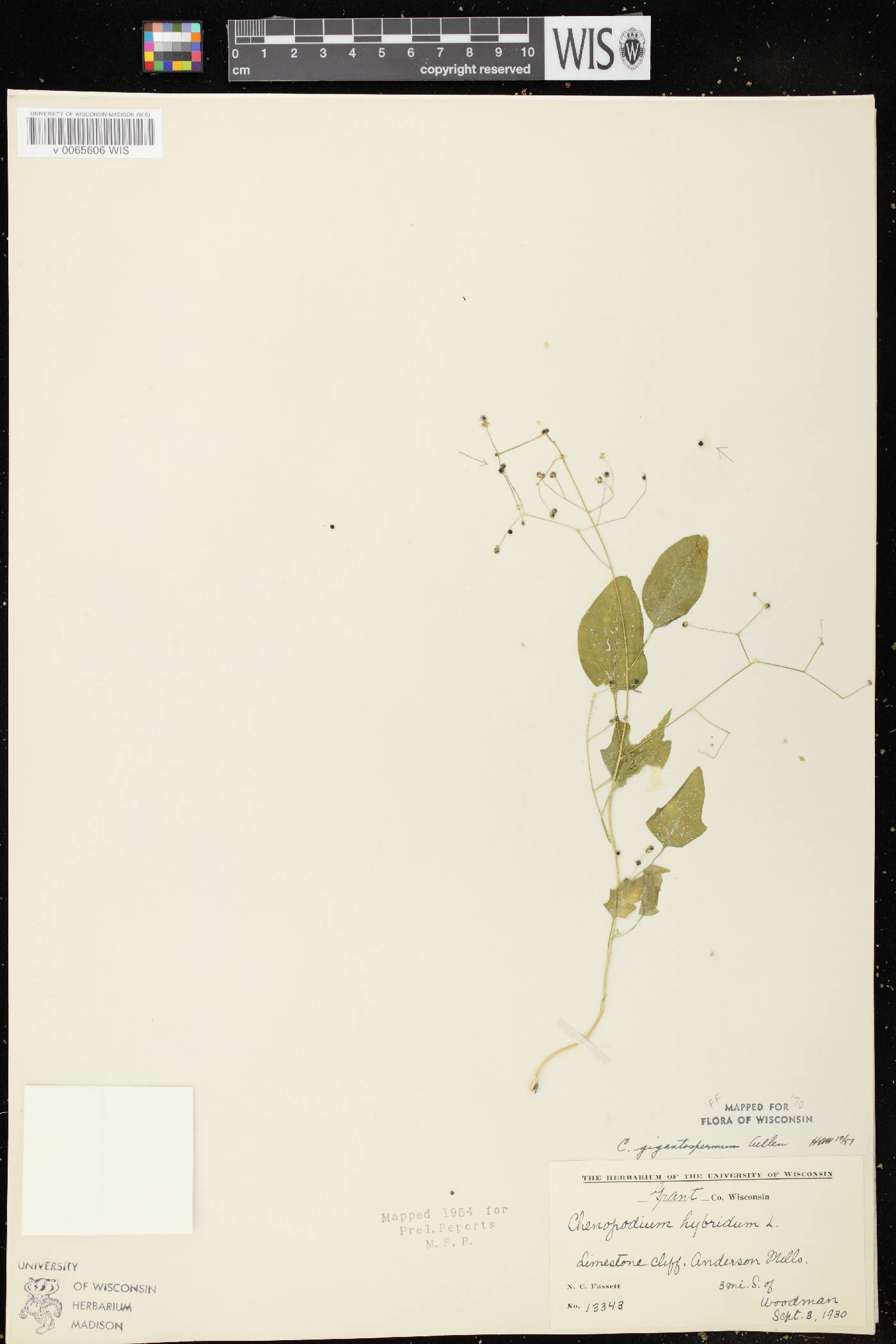 Chenopodium simplex image