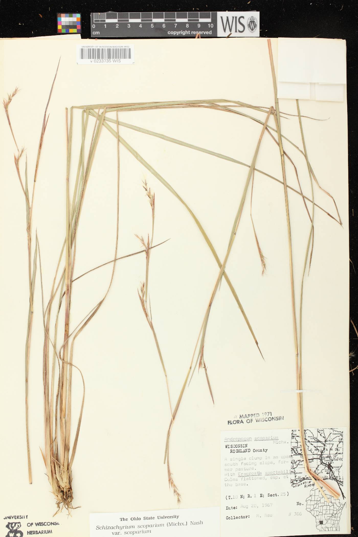 Schizachyrium scoparium var. scoparium image