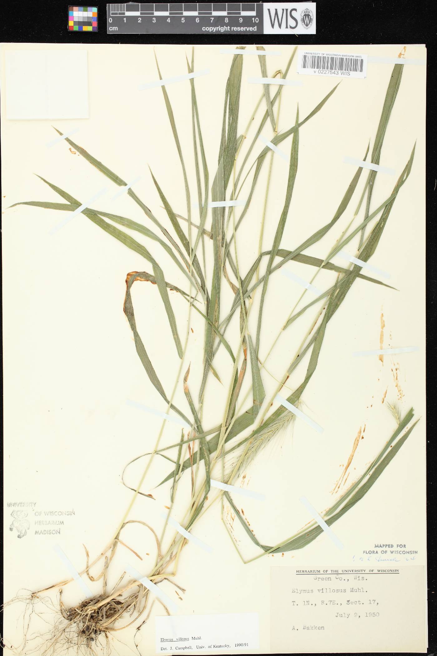 Elymus villosus var. villosus image