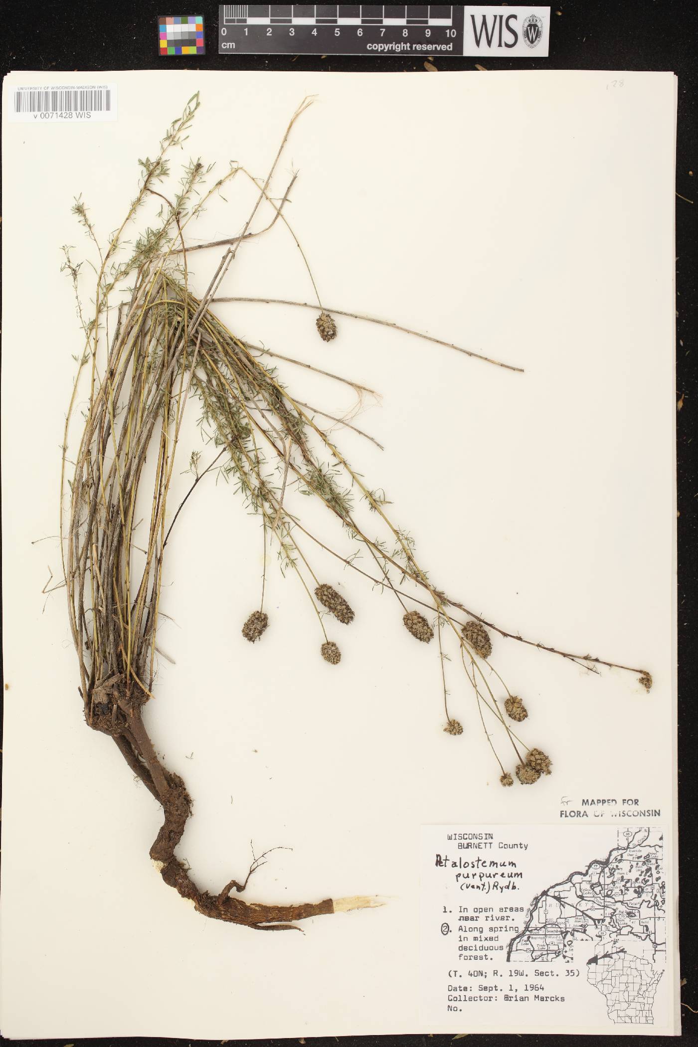 Dalea purpurea image