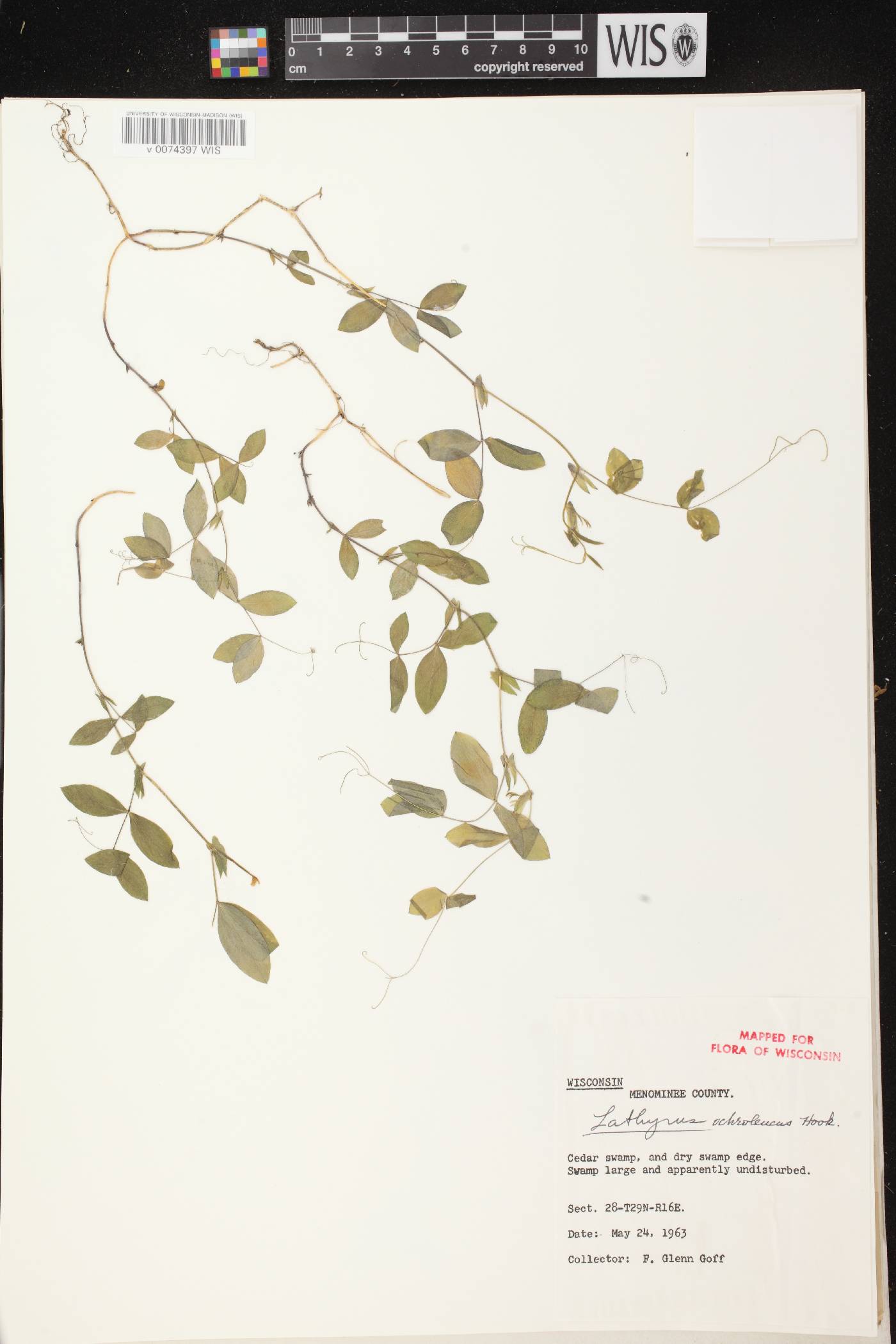 Lathyrus ochroleucus image
