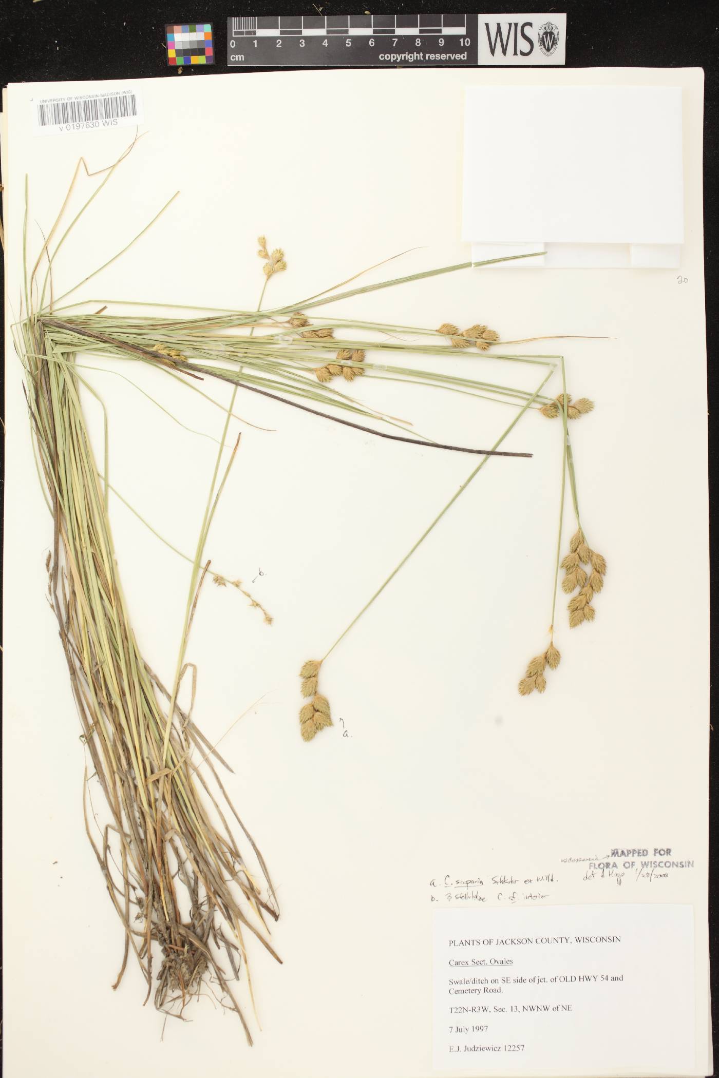 Carex scoparia var. scoparia image