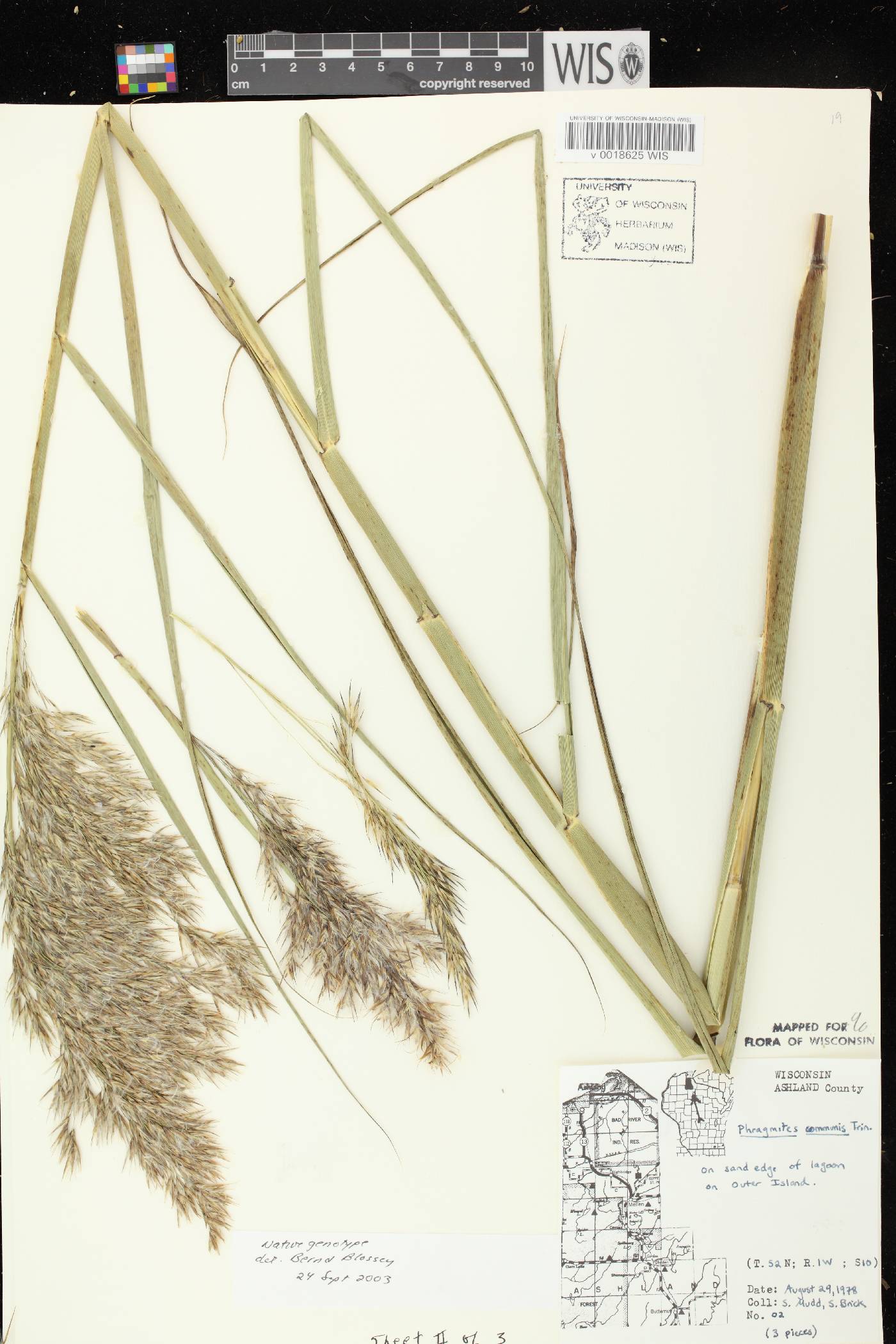 Phragmites australis image