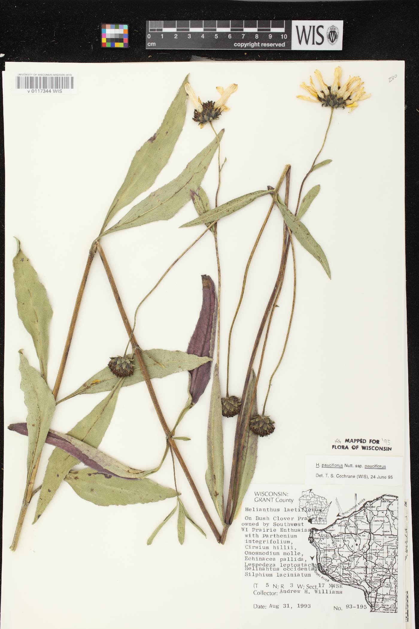 Helianthus pauciflorus subsp. pauciflorus image