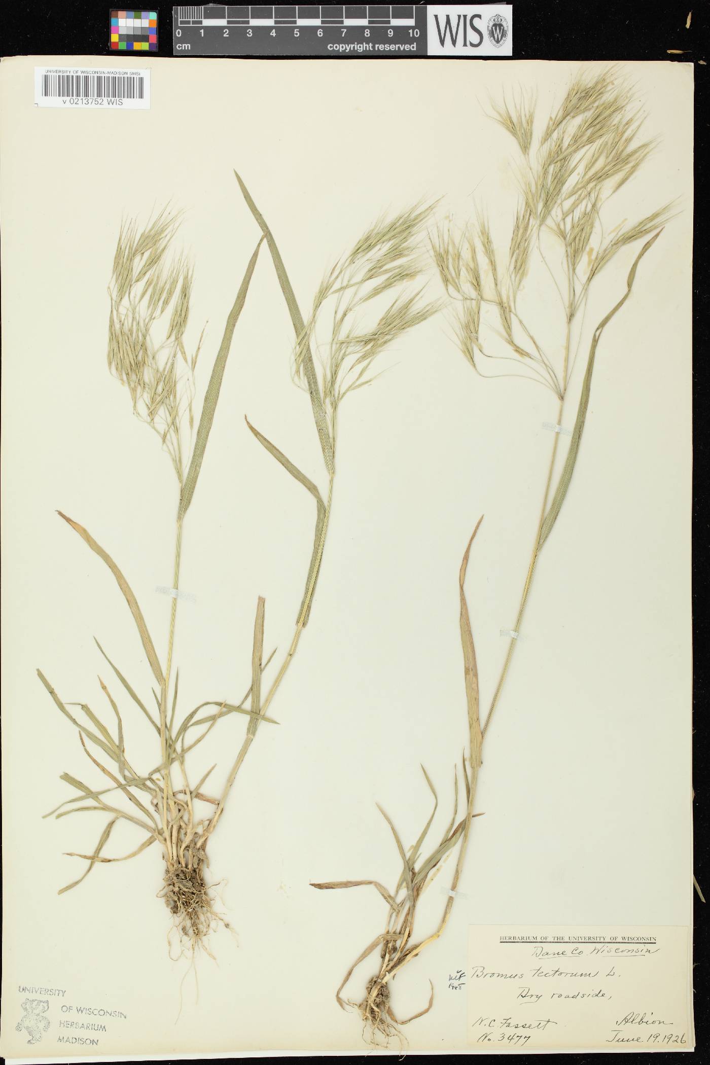 Bromus tectorum image