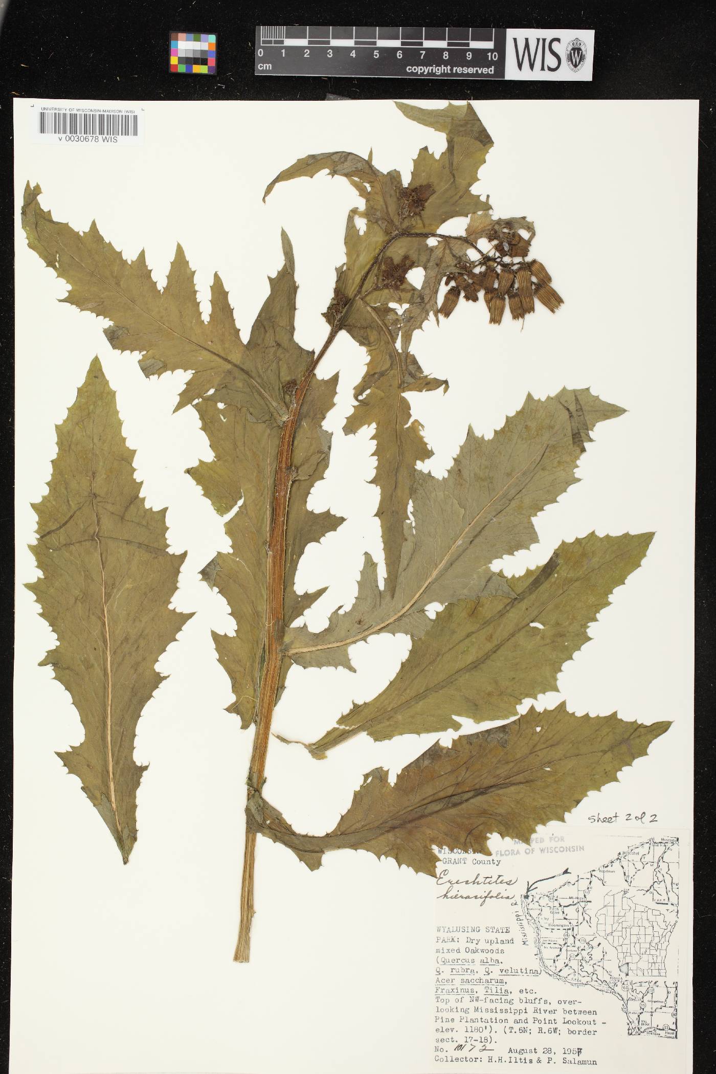 Erechtites hieracifolius image