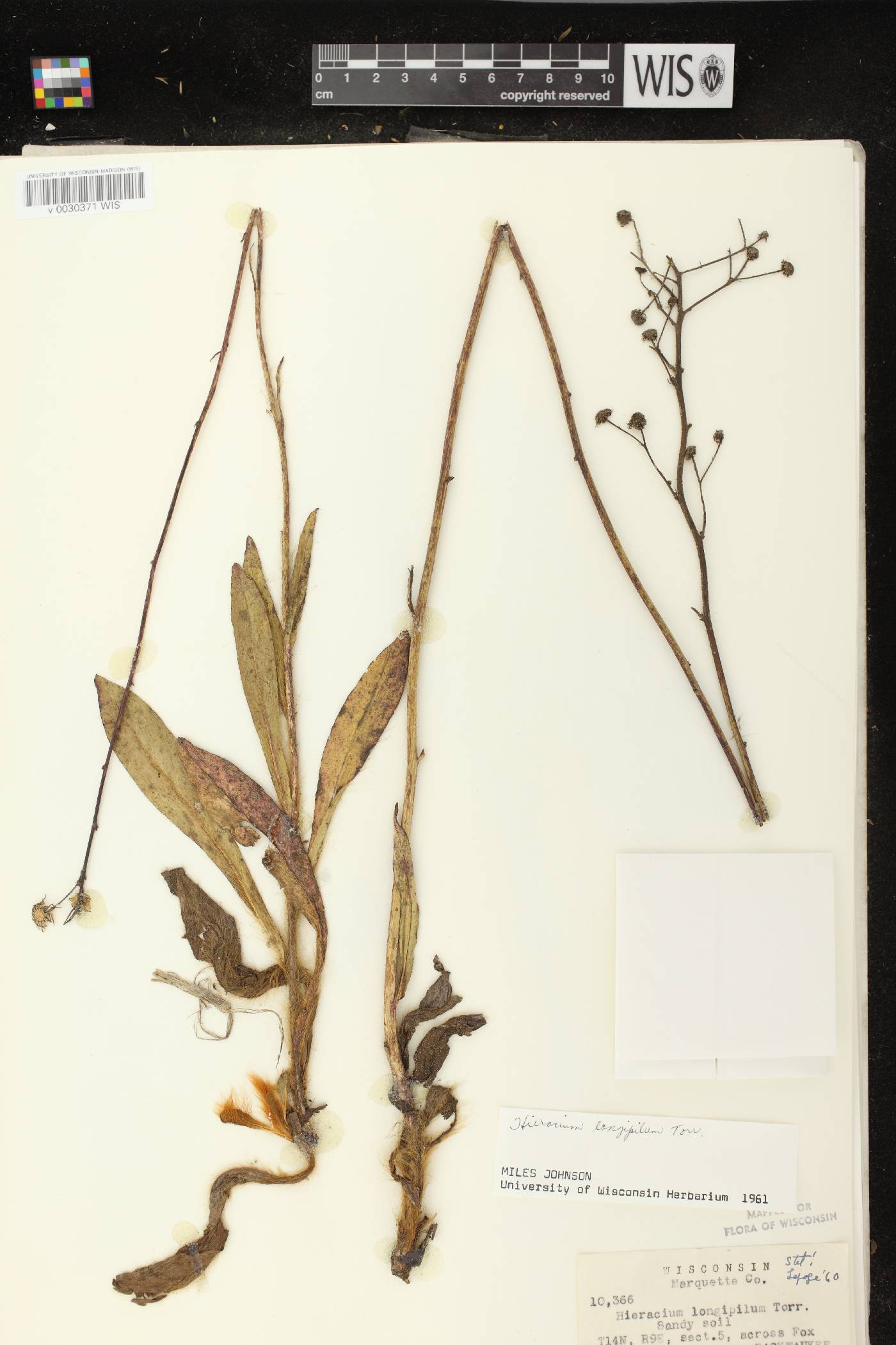 Hieracium longipilum image
