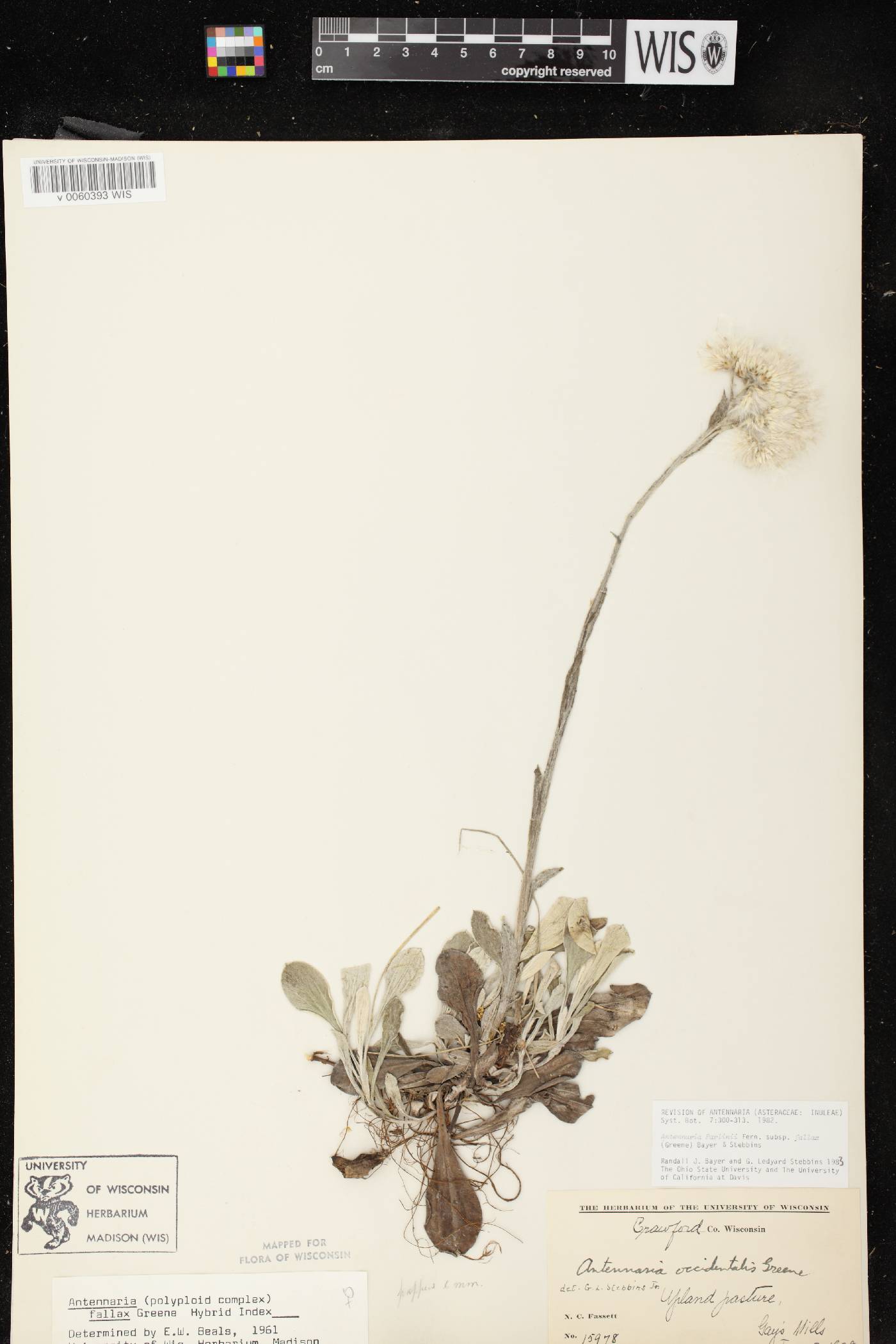Antennaria parlinii subsp. fallax image