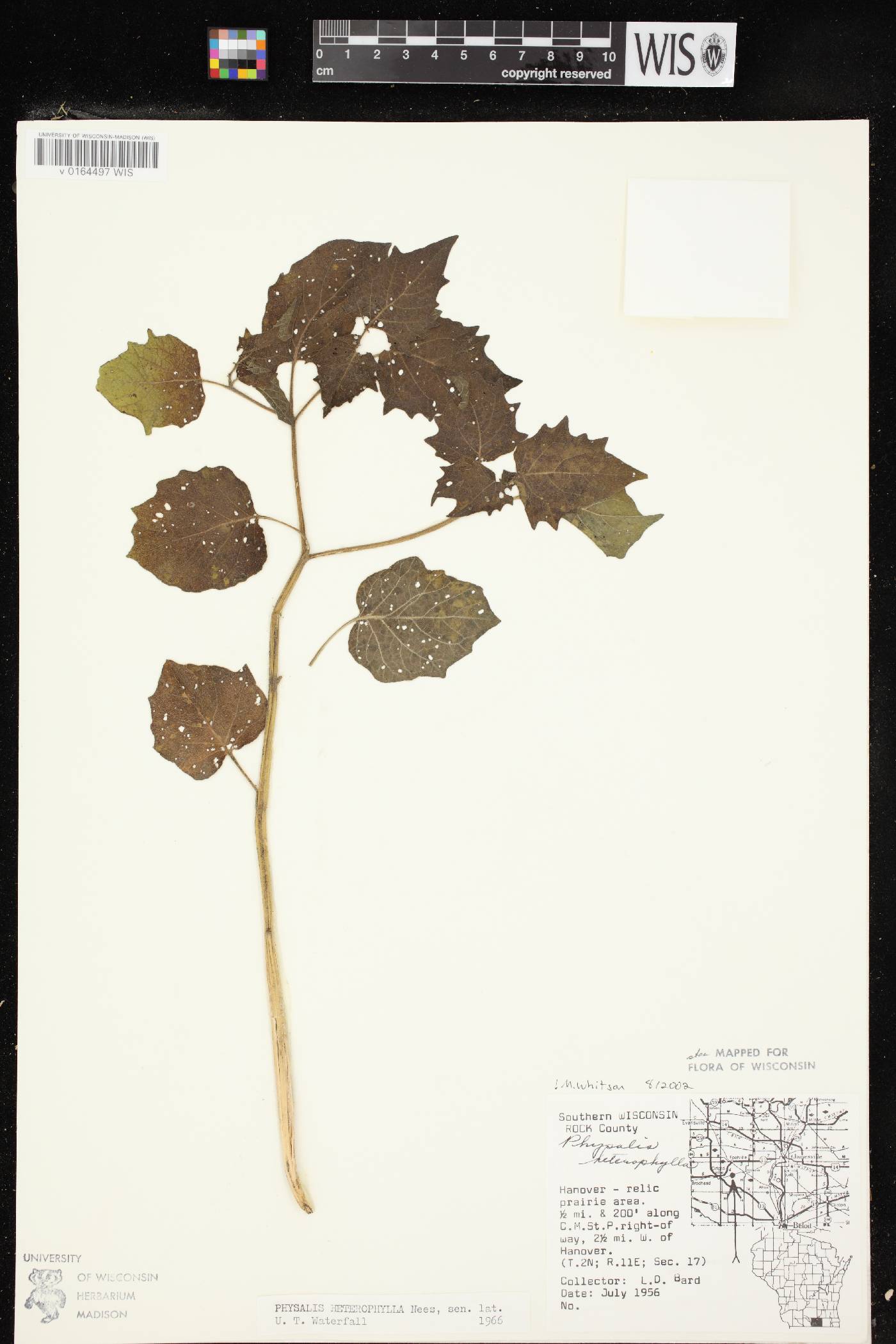 Physalis heterophylla image