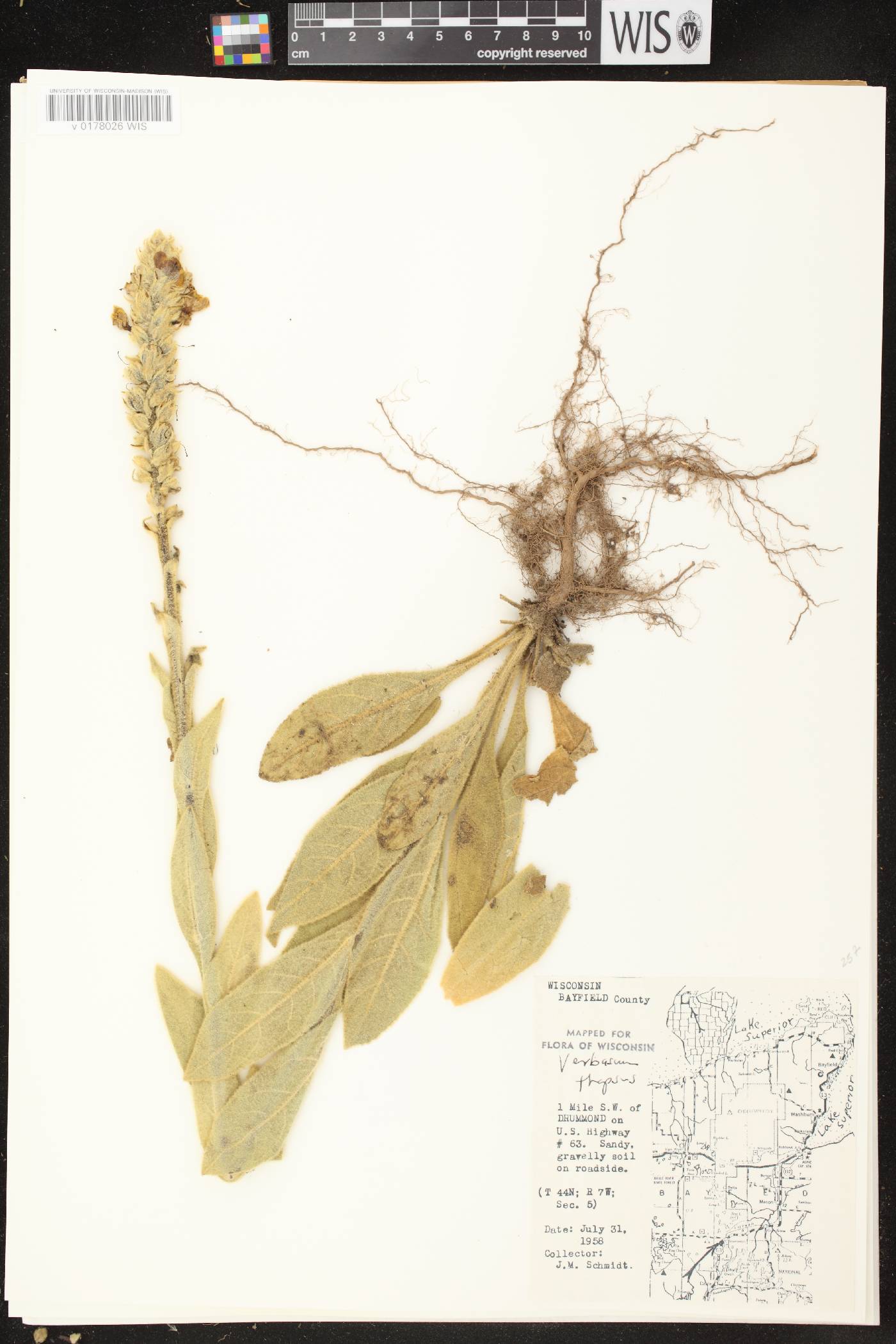 Verbascum thapsus image