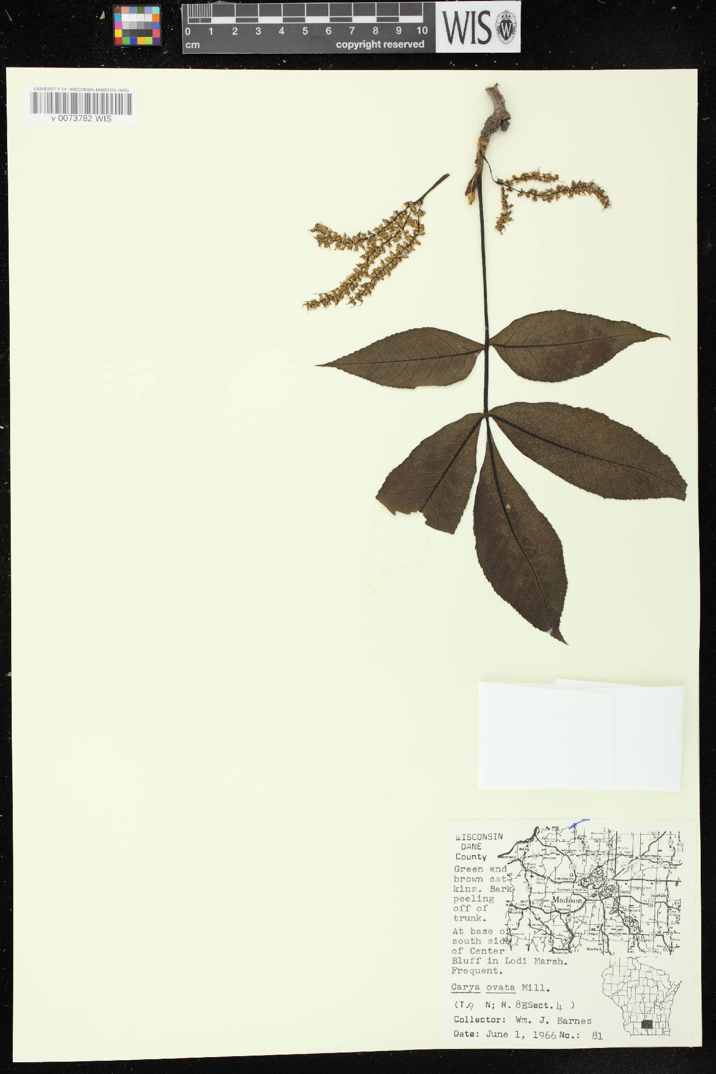 Carya ovata image