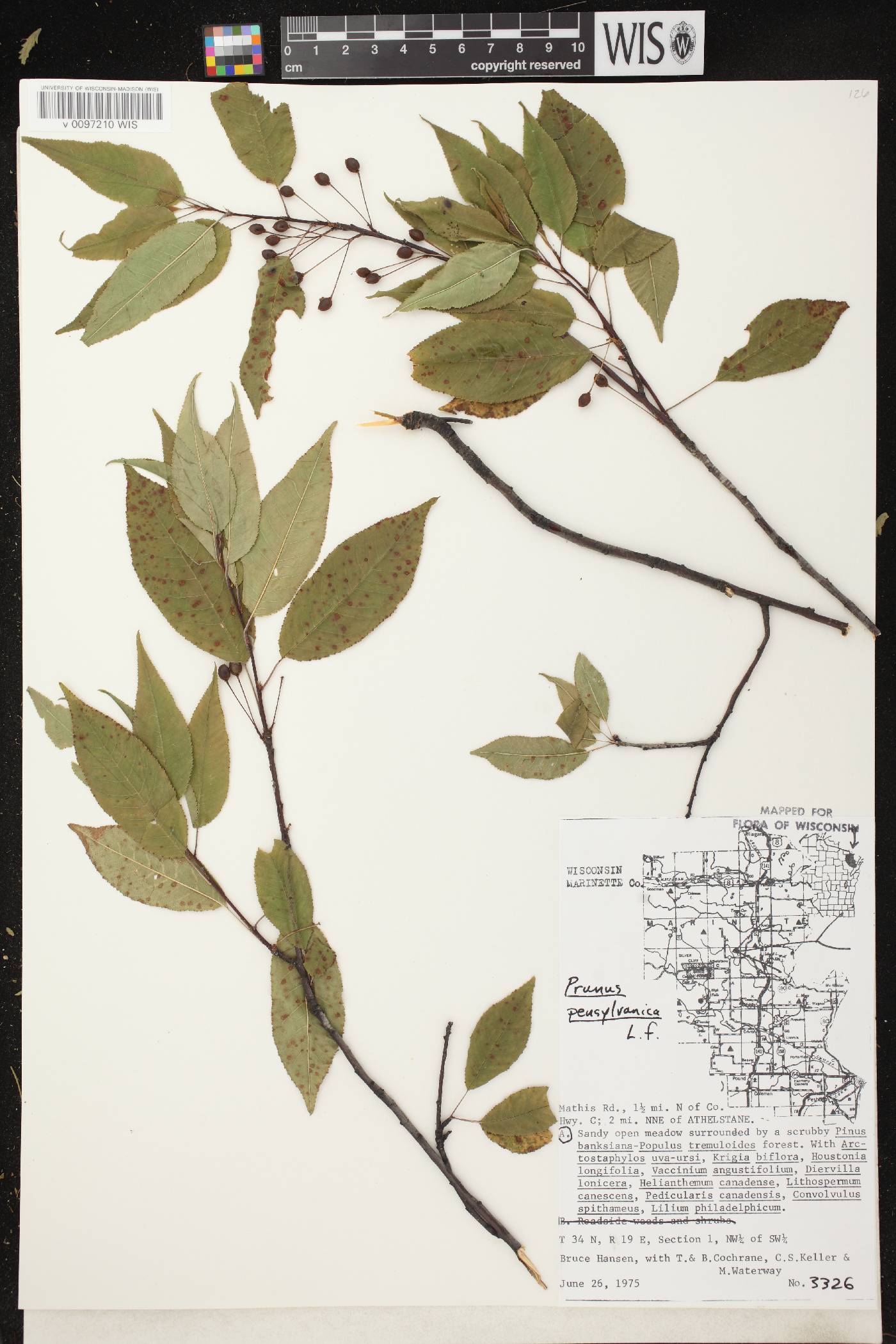 Prunus pensylvanica image