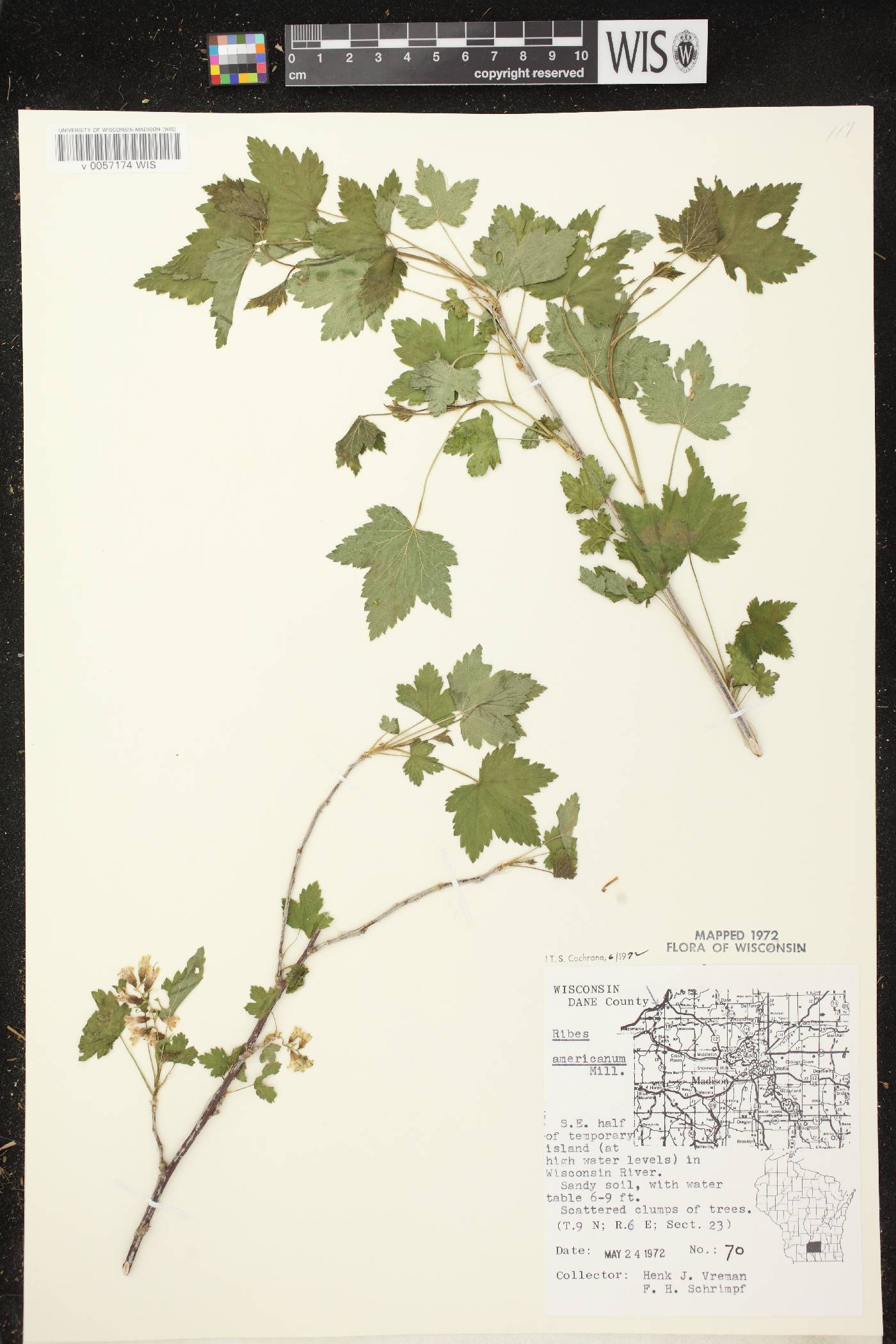 Ribes americanum image