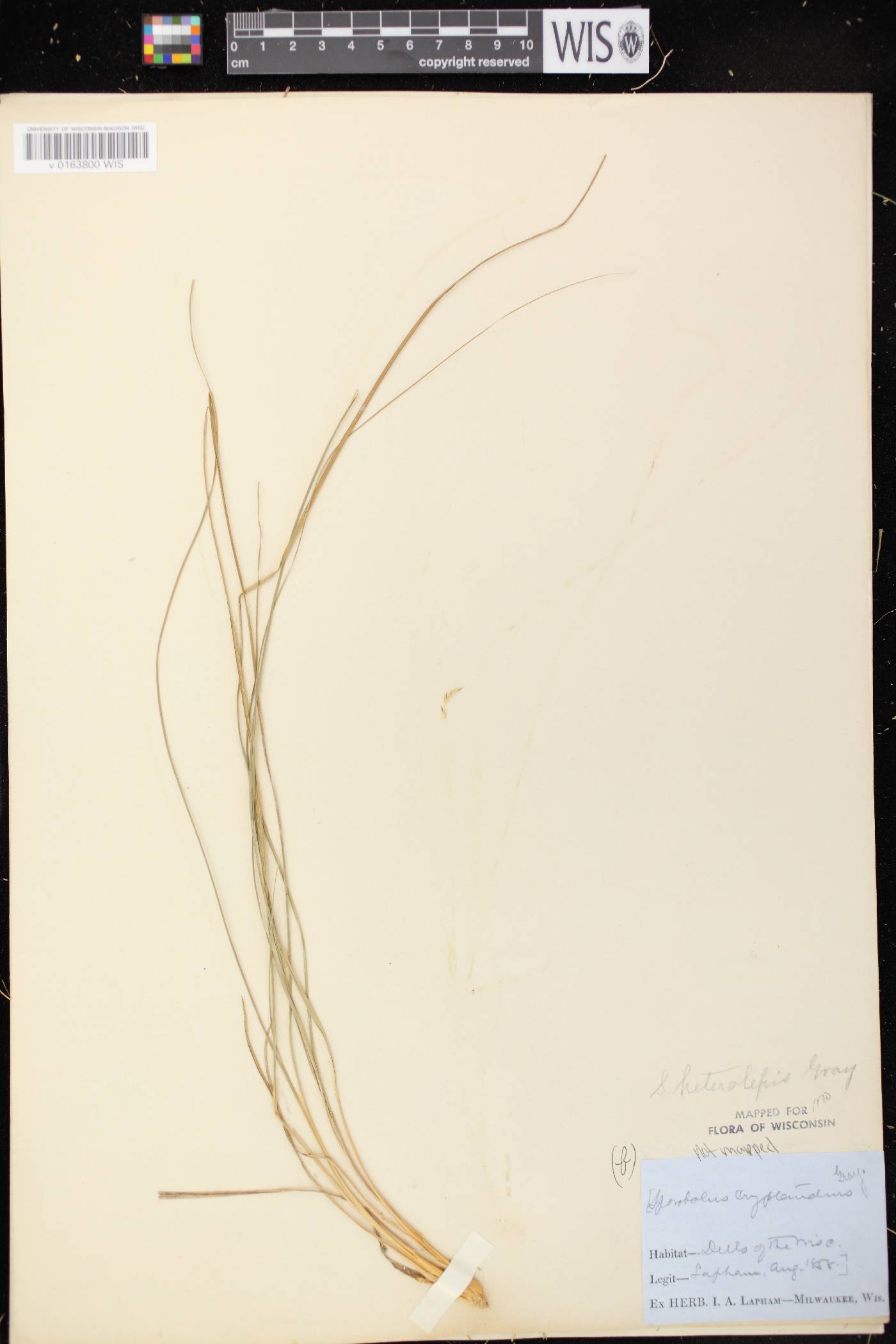 Sporobolus heterolepis image