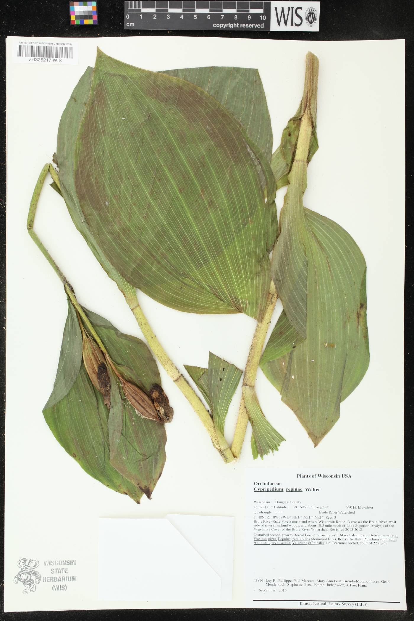 Cypripedium reginae image
