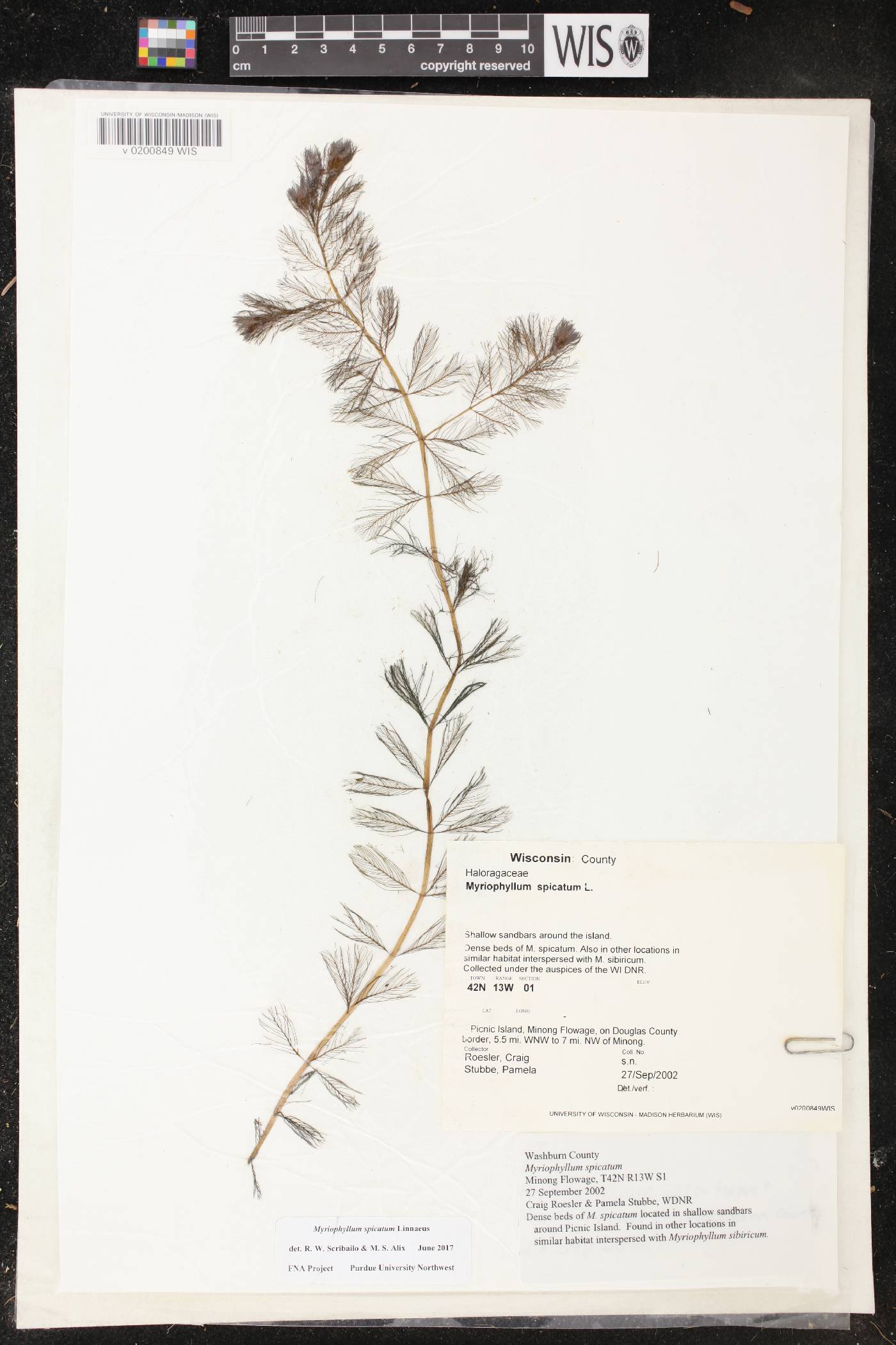 Myriophyllum spicatum image
