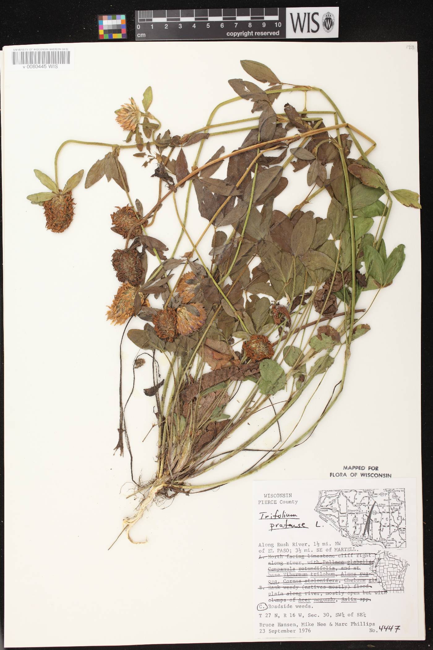 Trifolium pratense image