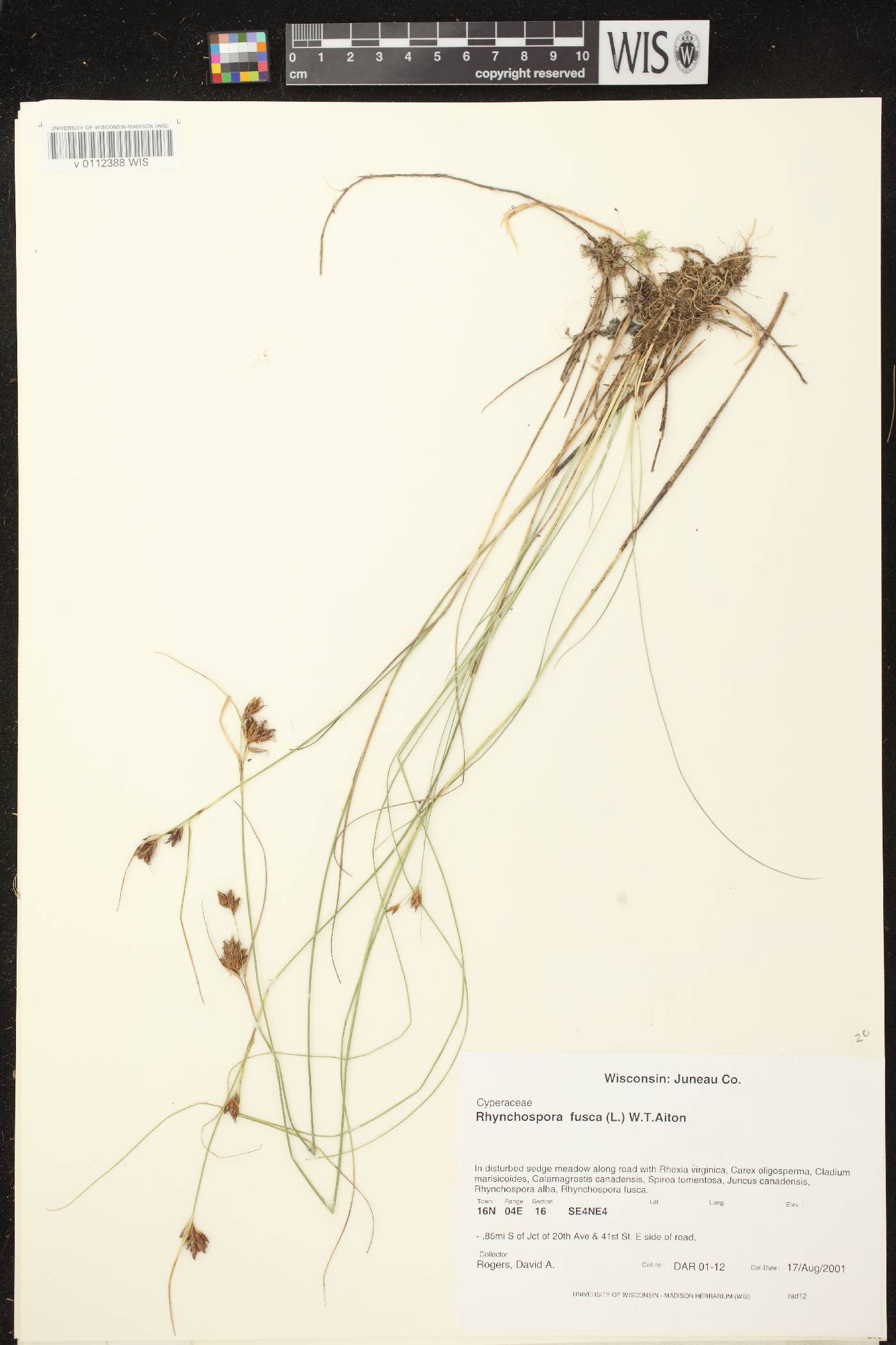 Rhynchospora fusca image