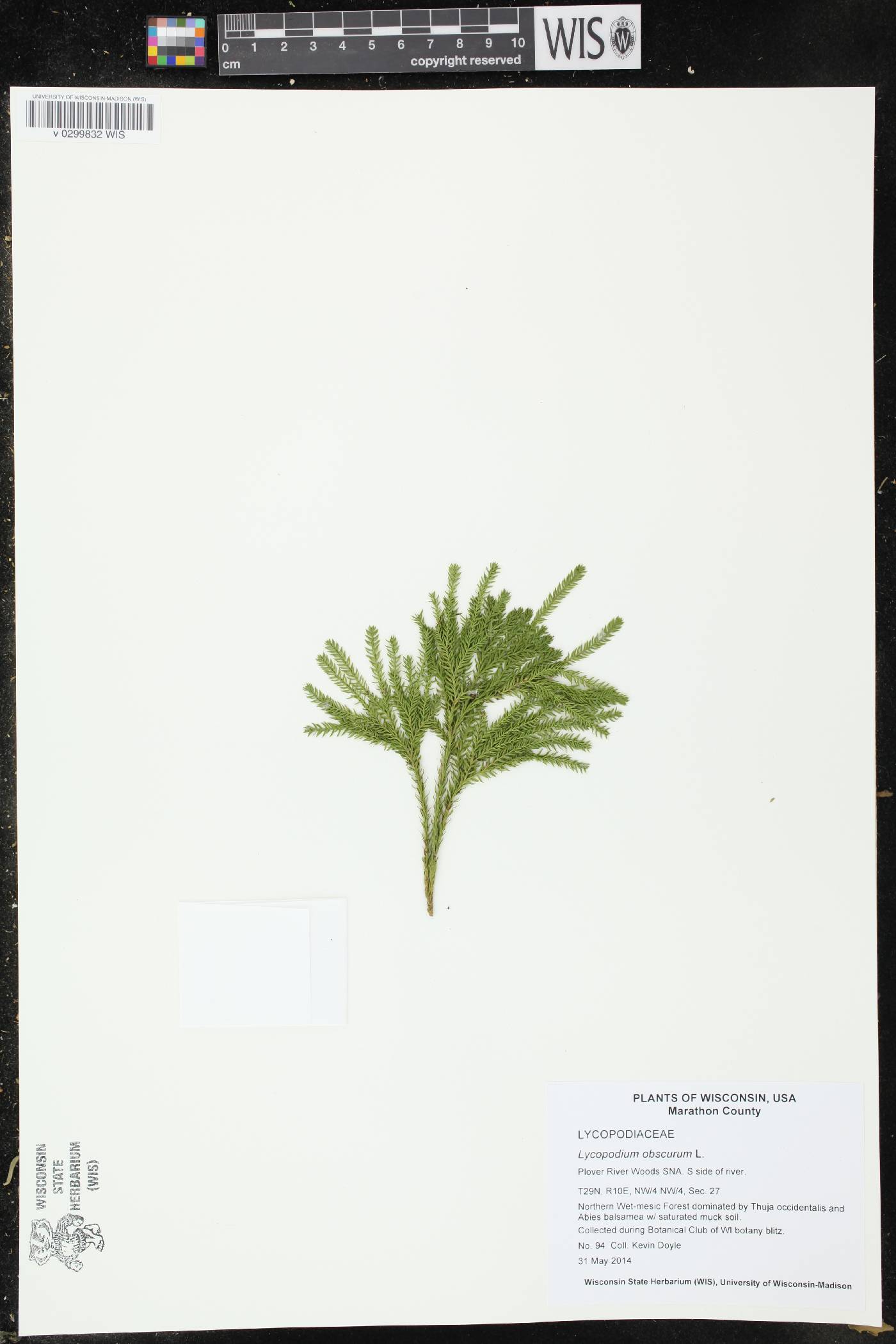 Dendrolycopodium obscurum image