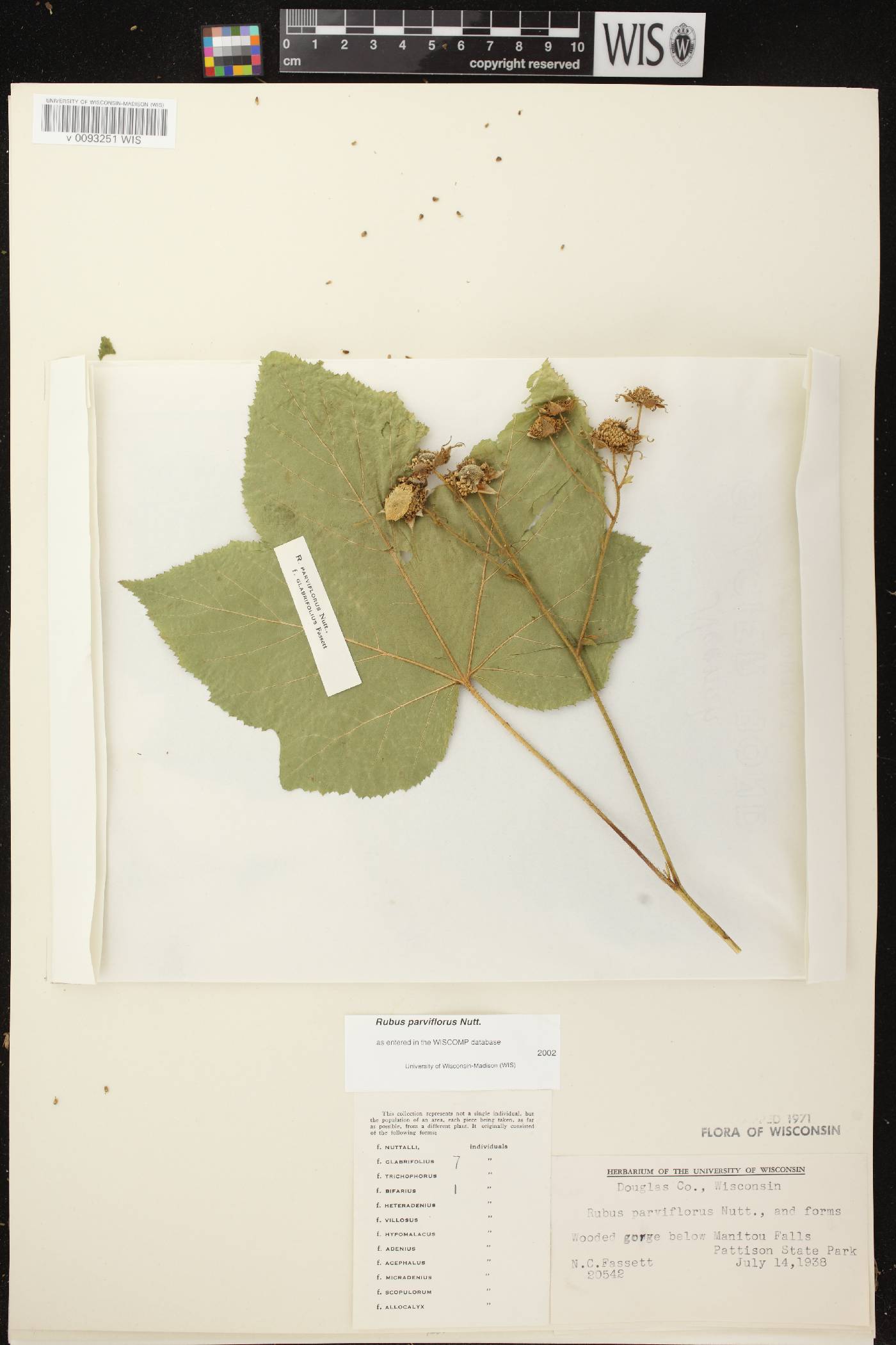 Rubus parviflorus image
